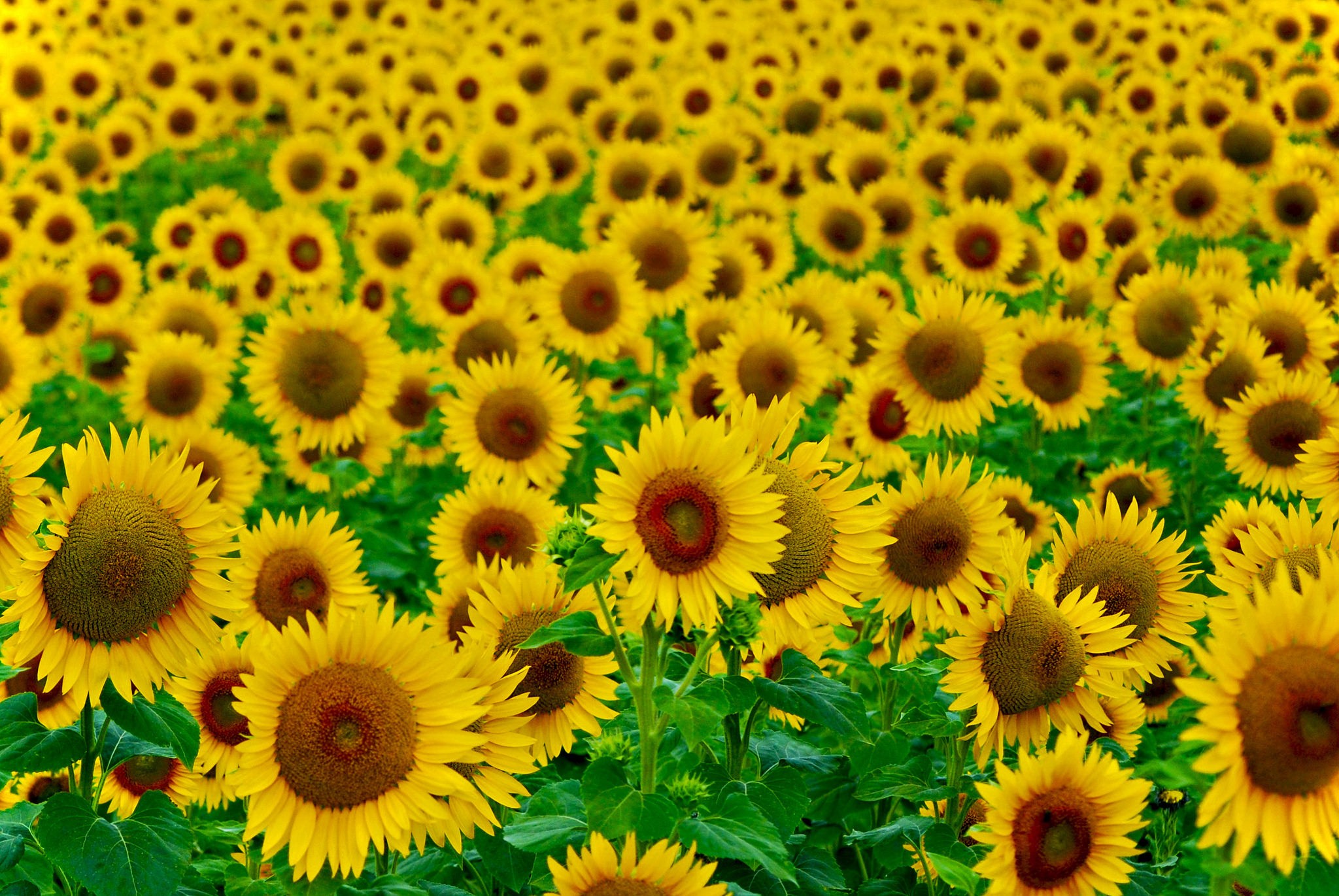 Agro Plants Sunflowers Plants Field Flowers 2048x1371