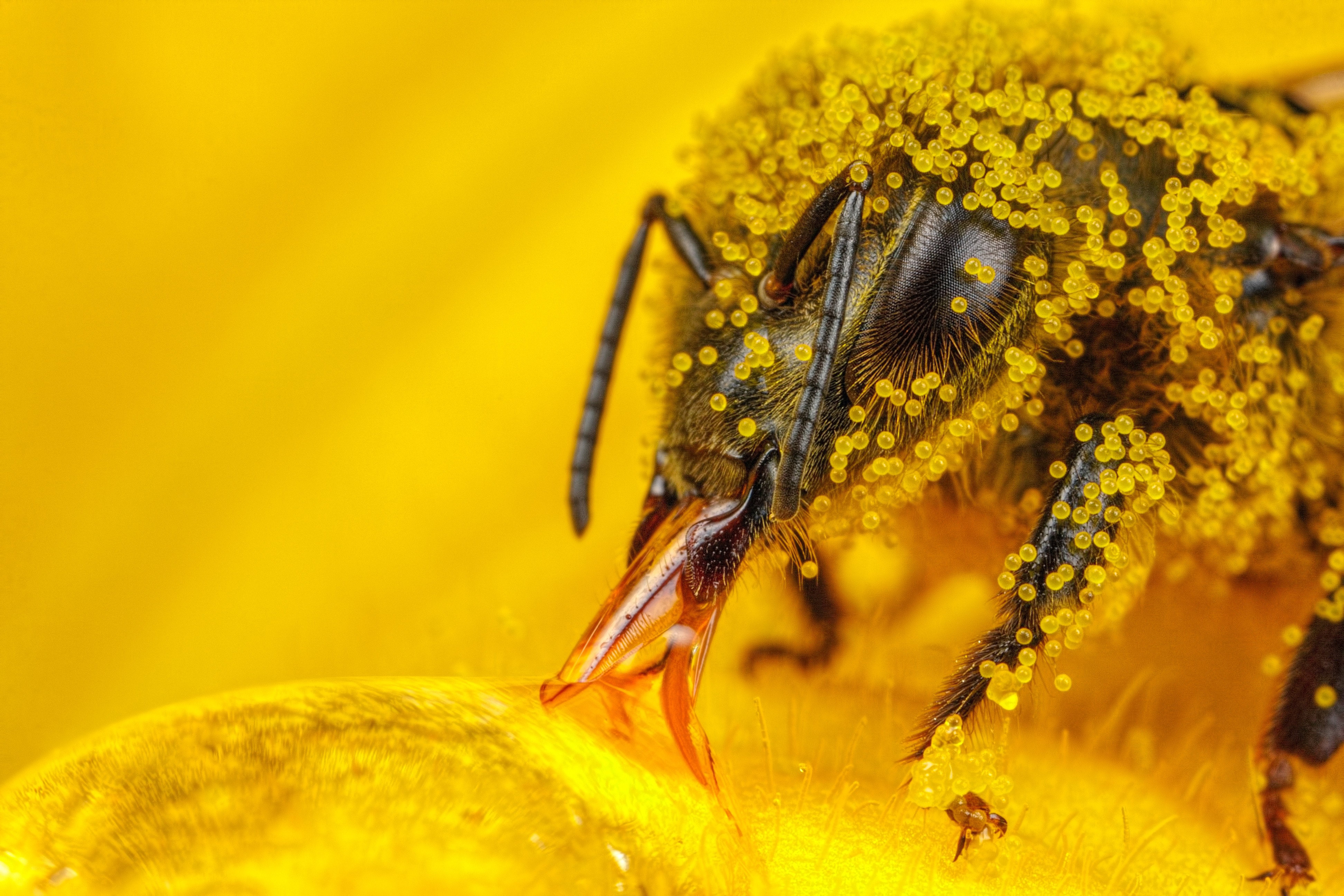 Macro Insect Hymenoptera Pollen Bees Yellow 3888x2592