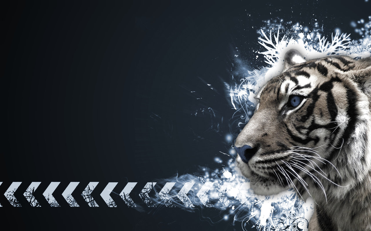 White Tigers Tiger Animals Simple Background Blue Eyes 1280x800