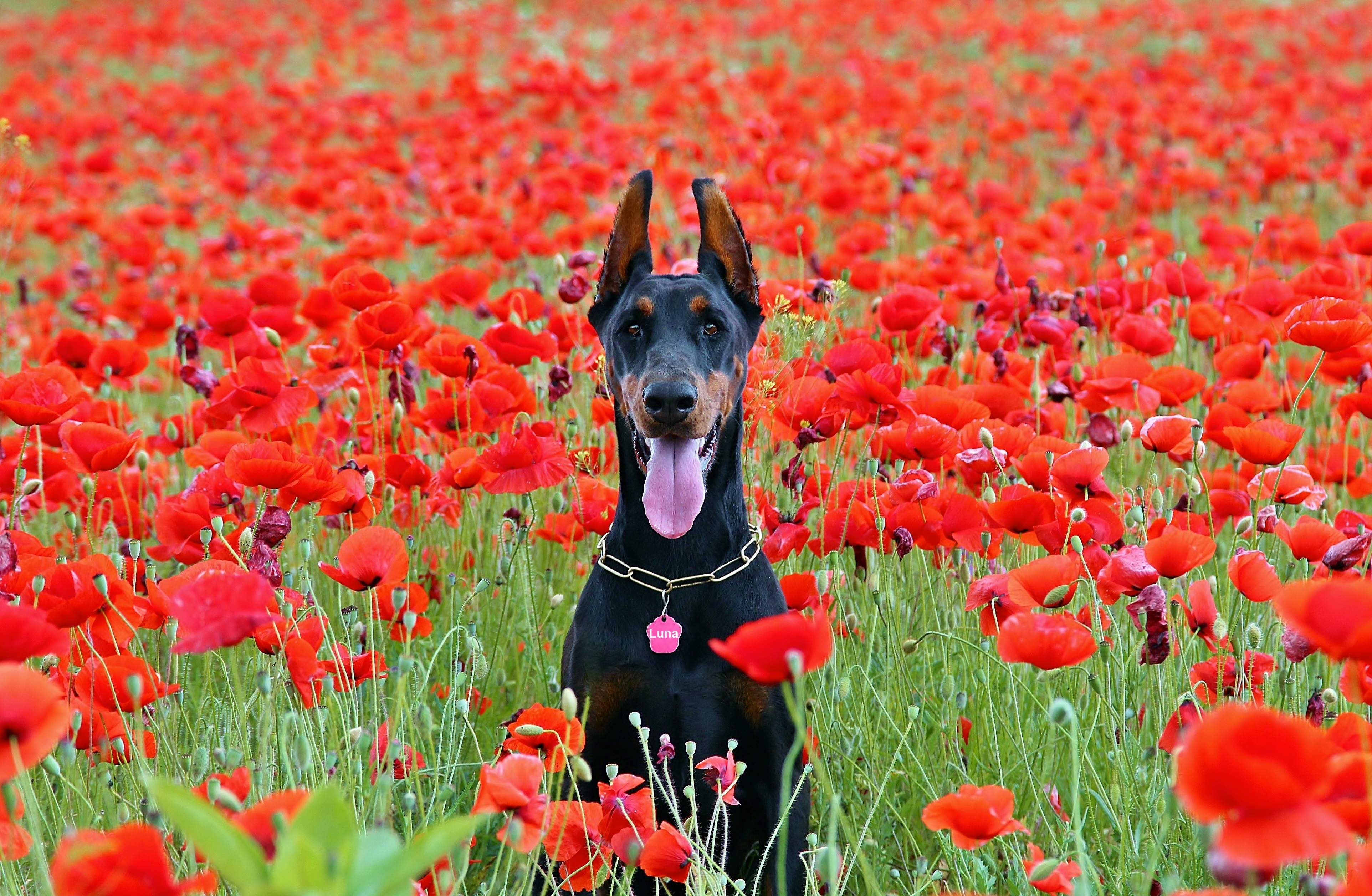 Doberman Pinscher Dog Poppy Flower Field Pet Sitting 3848x2512