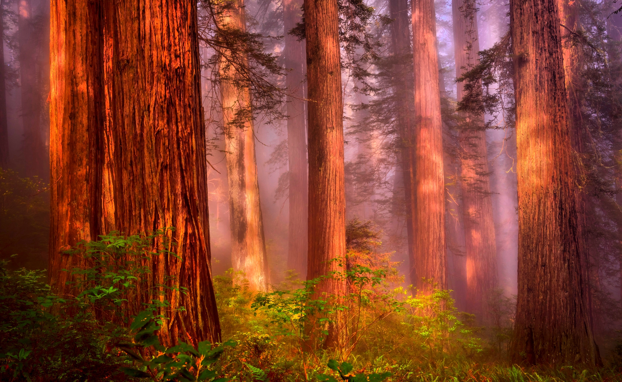 Earth Forest Tree Redwood Fog 2048x1258