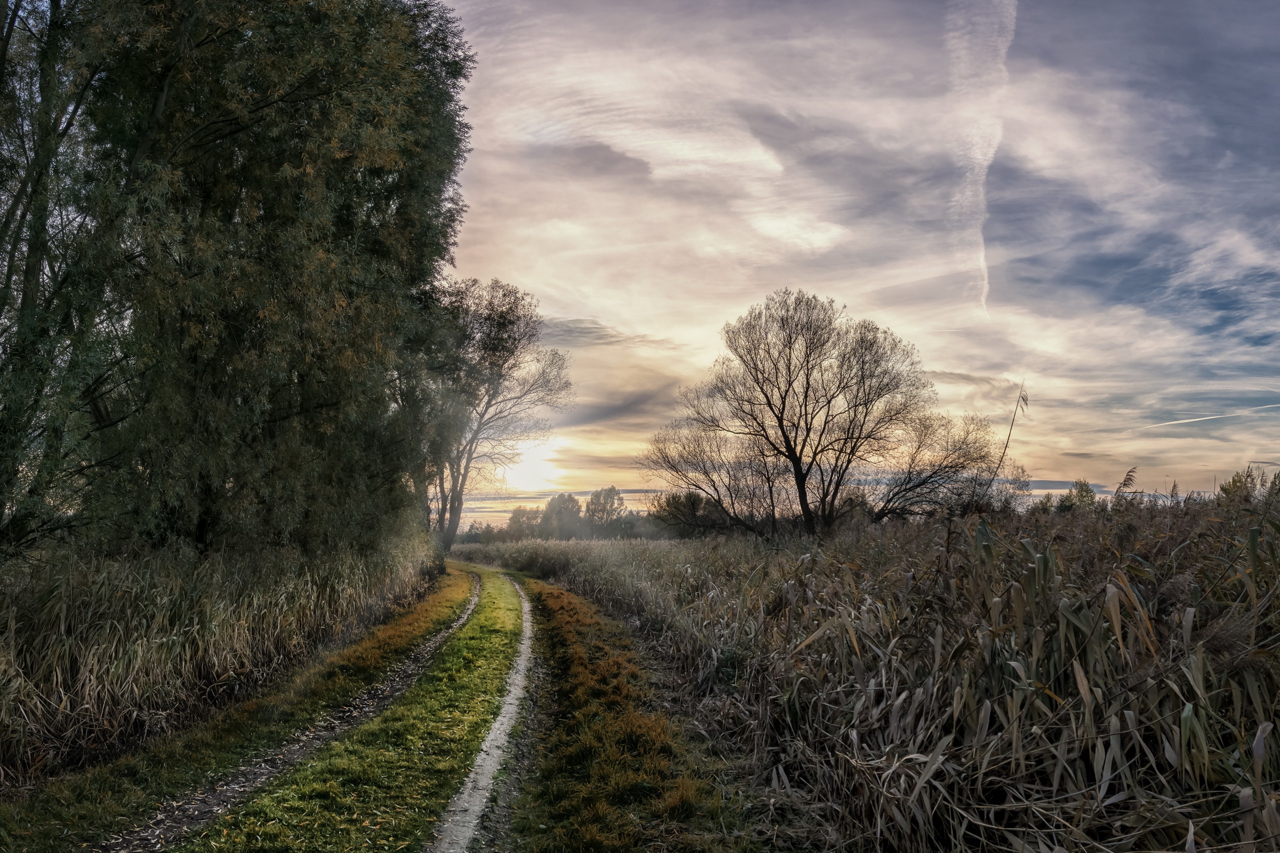 Sky Landscape Trees Dirt Road Chemtrails 2560x1707