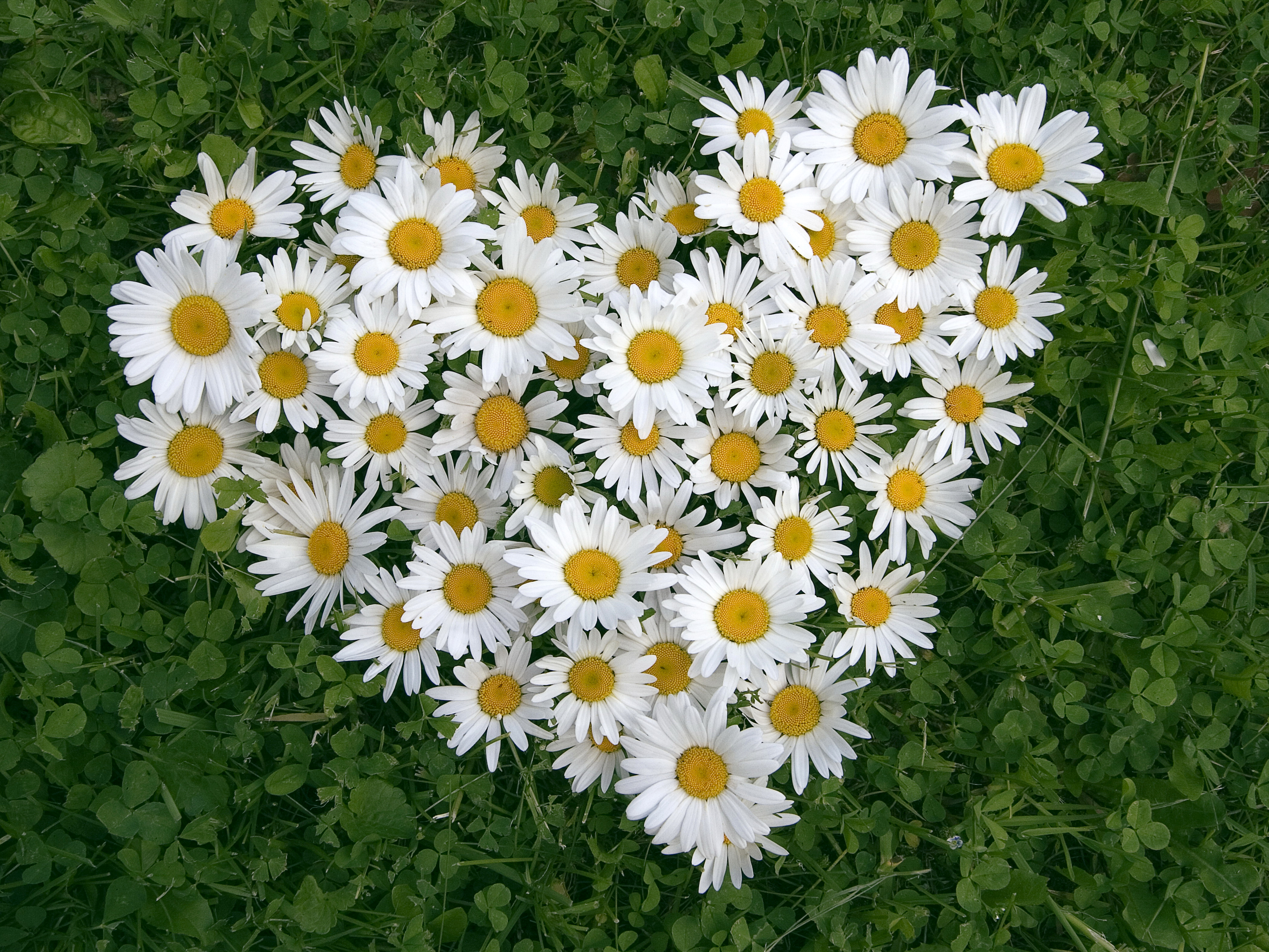 Earth Camomile Heart Shaped Heart Flower White Flower 4200x3150