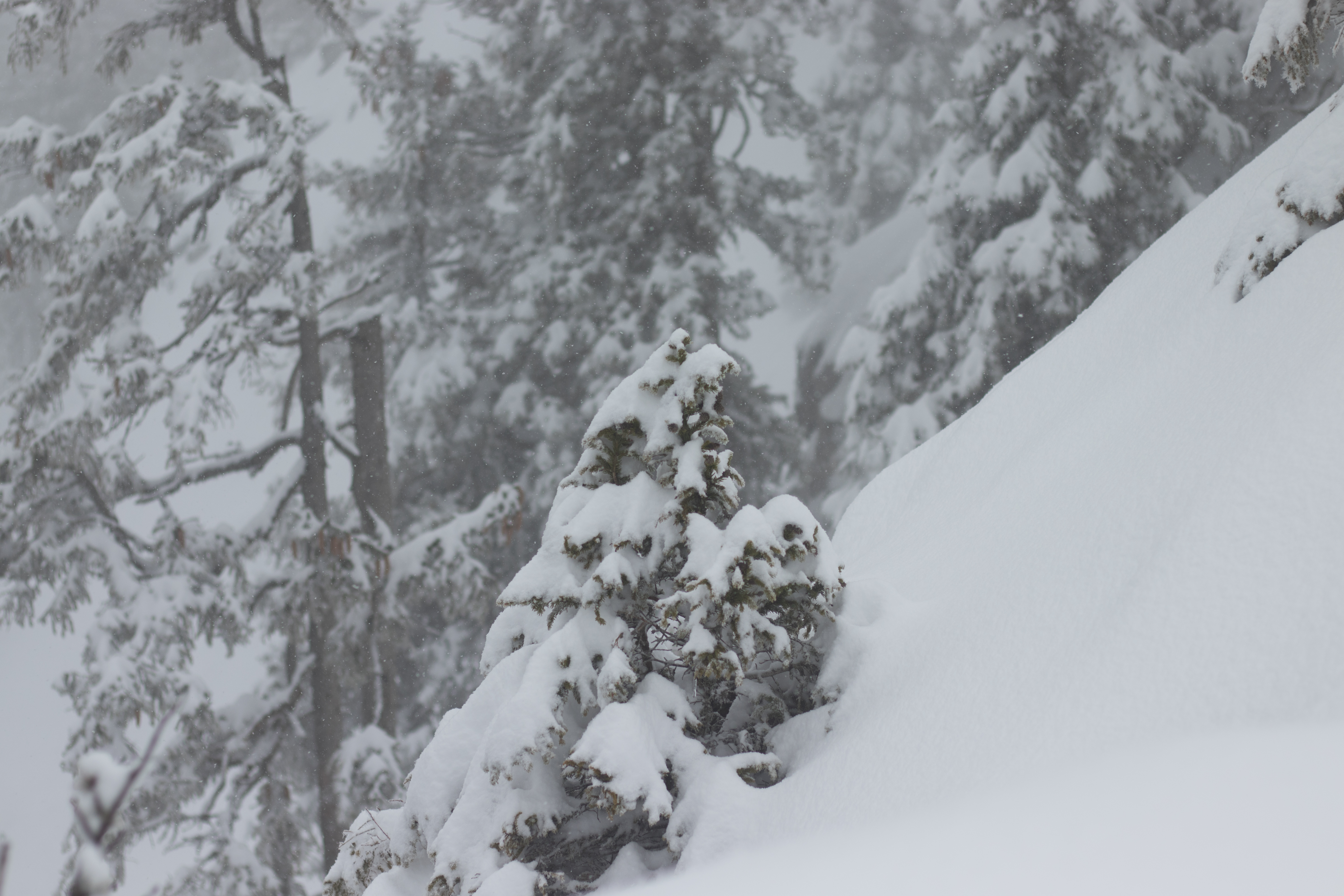 Snow Fir Tree Landscape Winter 6000x4000