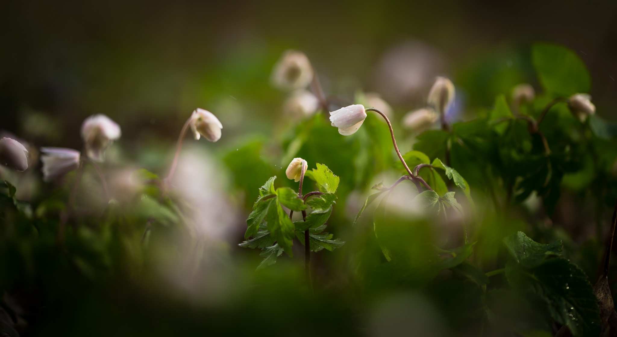 Anemone Nature Close Up White Flower 2048x1119