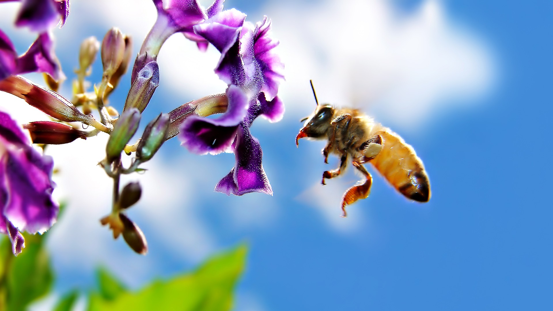 Animals Insect Hymenoptera Macro Flowers Bees 1920x1080
