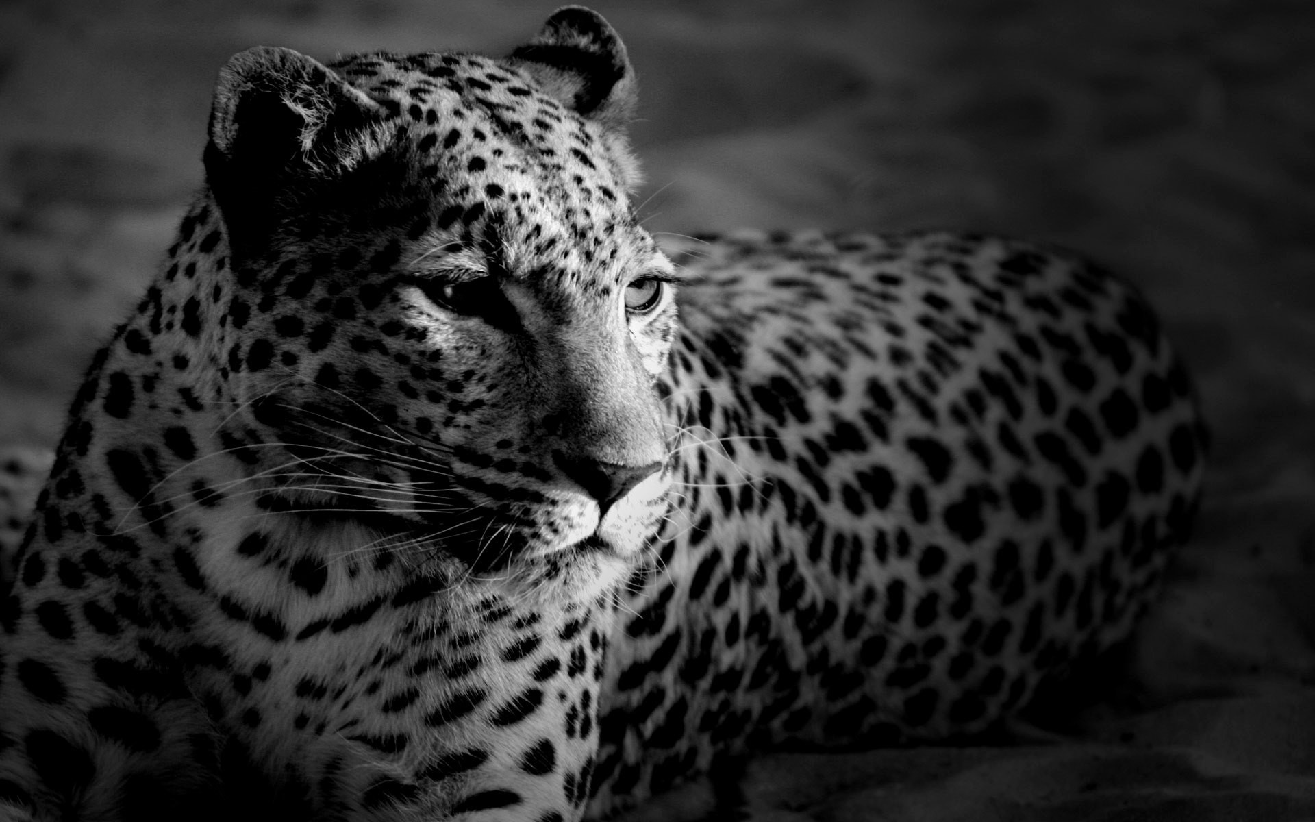 Animals Jaguars Monochrome 1920x1200
