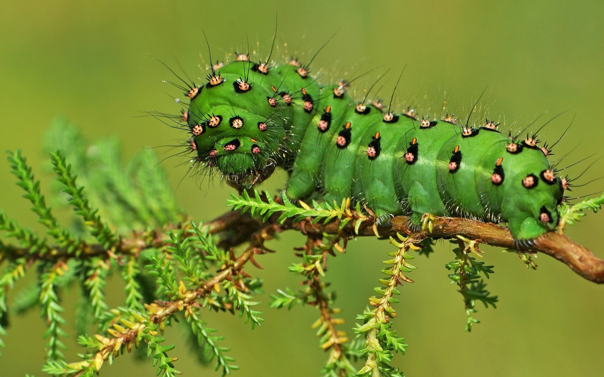 Insect Animals Nature Caterpillars 1920x1200