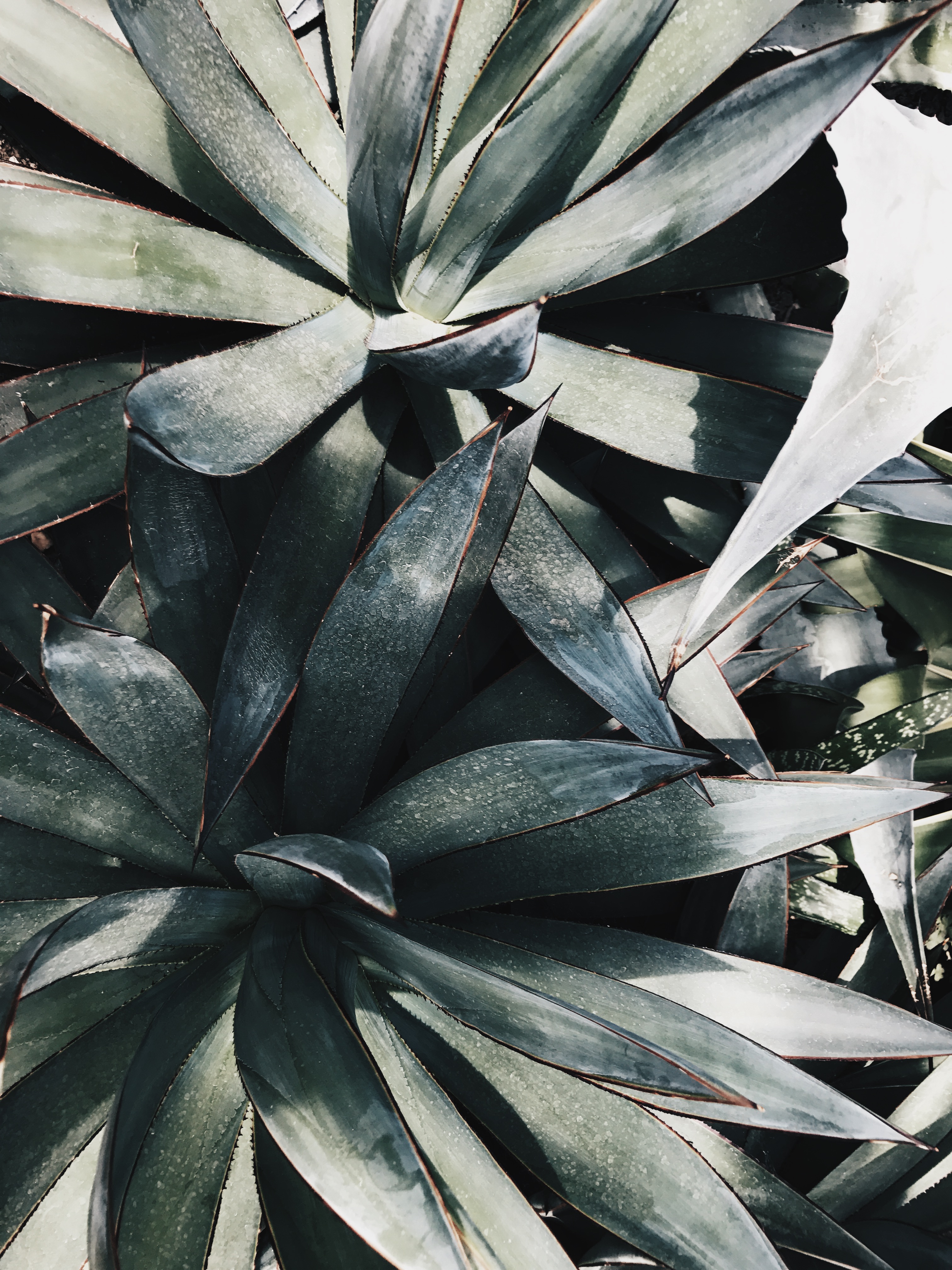 Planks Plants Aloe Vera 3024x4032