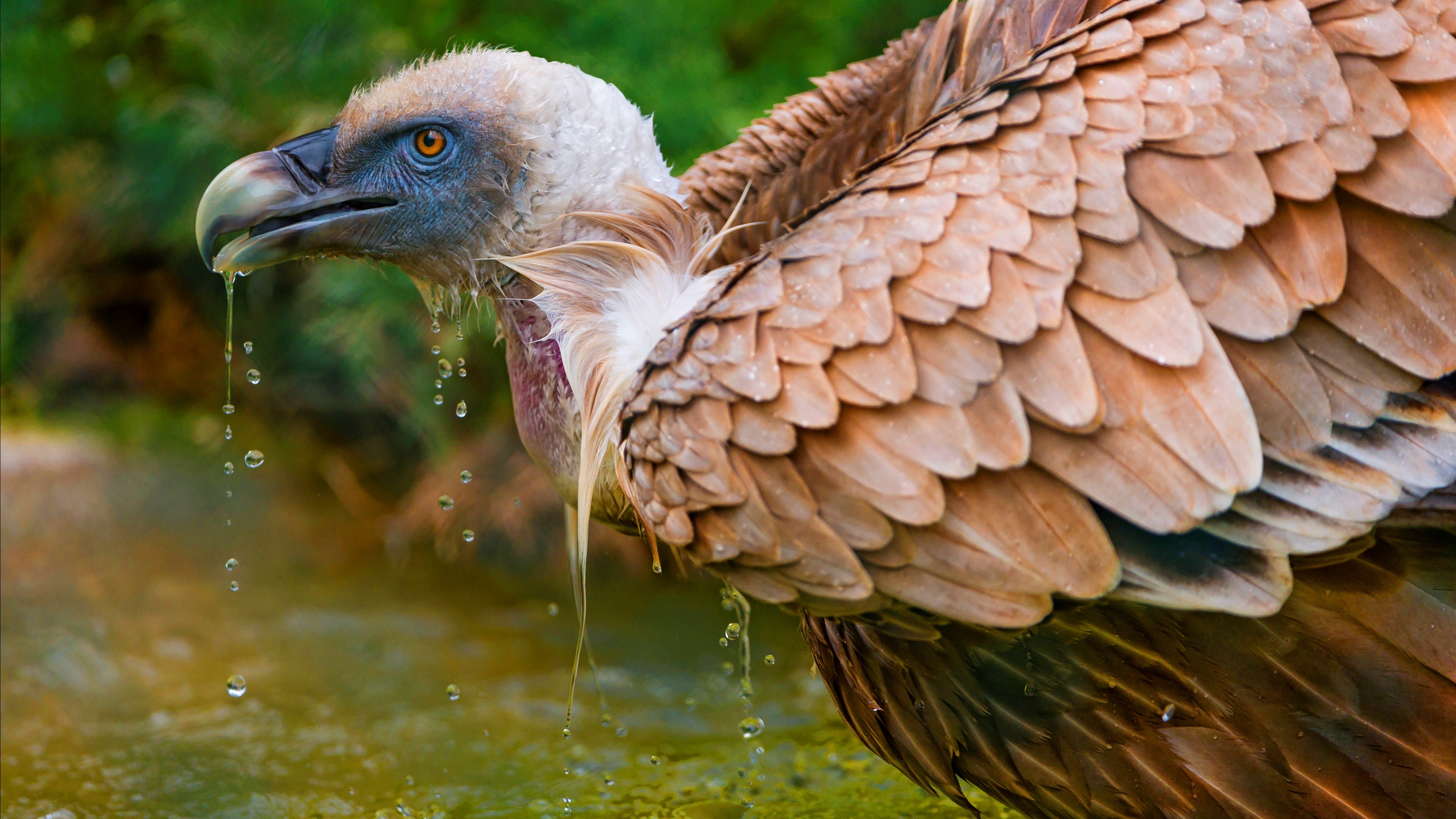Animal Bird Vulture Close Up 3840x2160