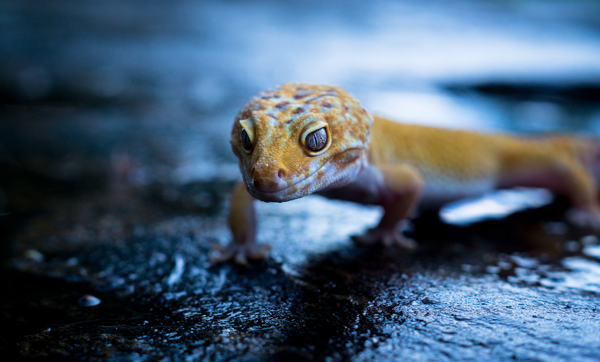 Blue Animals AK Photography 500px Reptiles Lizards Yellow Wet 2048x1237