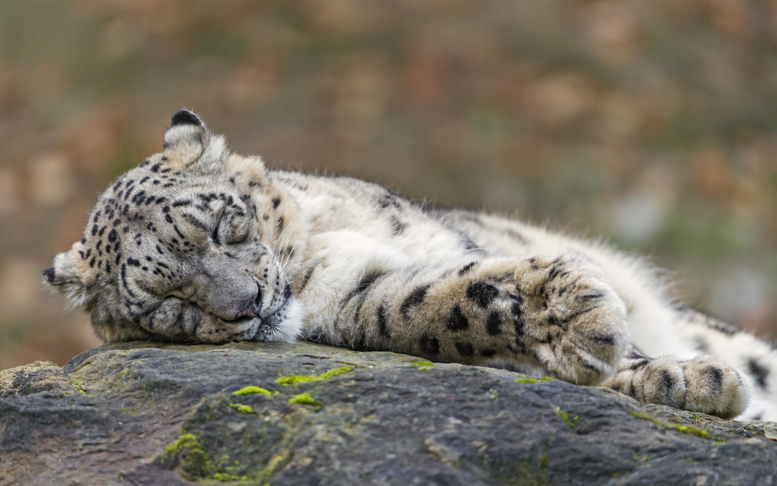 Snow Leopards Animals Sleeping Leopard Animal 2560x1600