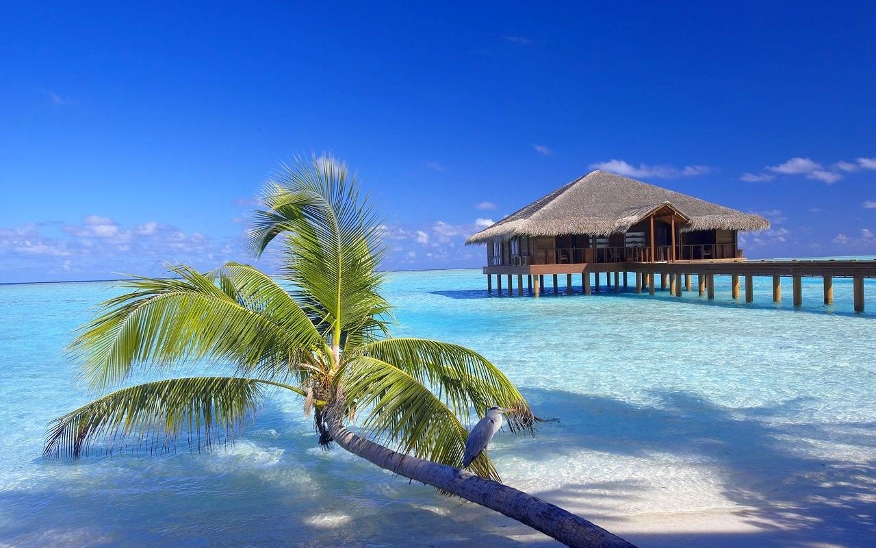 Maldives Resort Beach Palm Trees Sand Birds Bungalow Walkway Vacation Sea Tropical Nature Landscape 1280x800