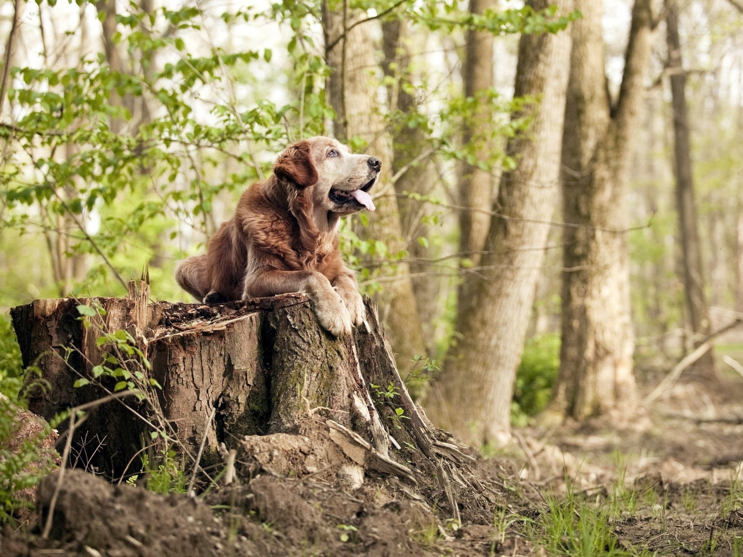 Dog Animals Pet Forest Outdoors Nature Good Boy 2560x1920