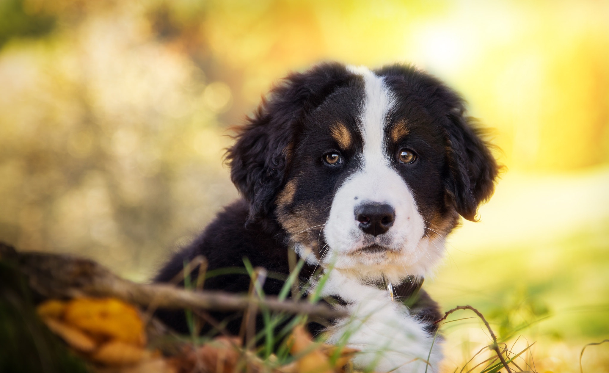 Sennenhund Puppy Baby Animal Muzzle Bokeh Bernese Mountain Dog 2048x1254