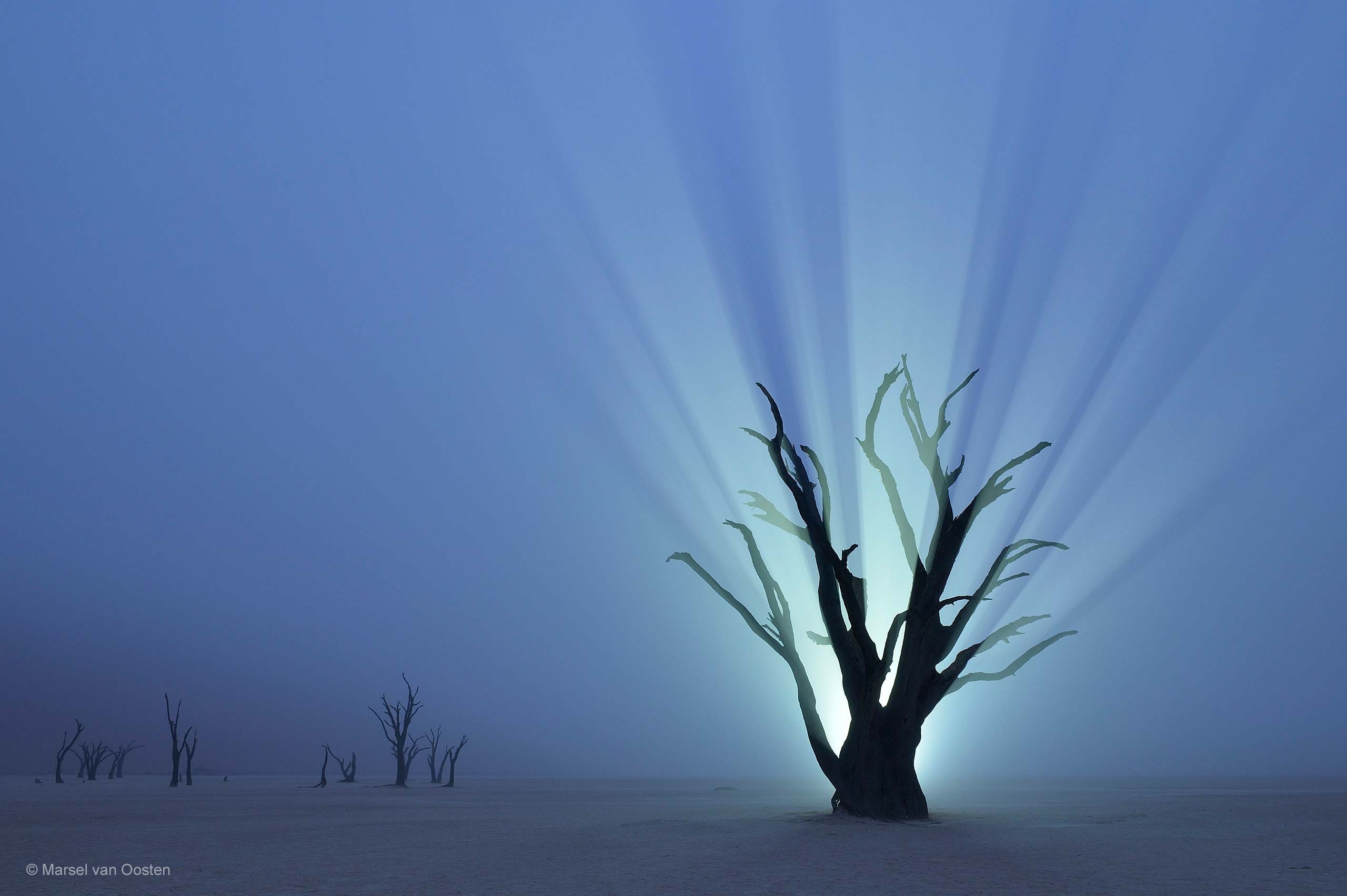 Nature Trees Branch Desert Namibia Africa Night Lights Mist Horizon 2560x1703