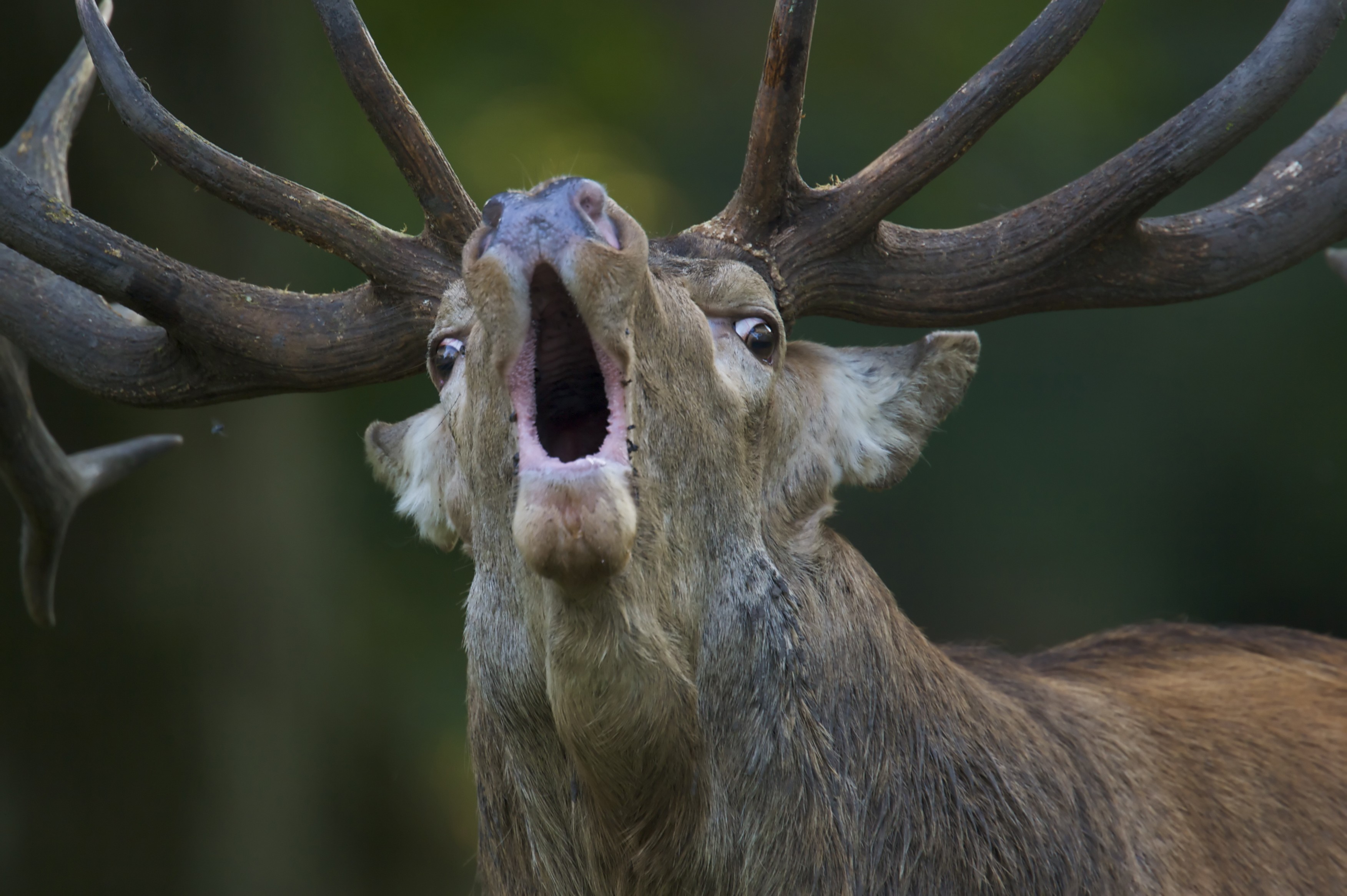 Animals Nature Deer Open Mouth Antlers Depth Of Field Fur Muzzles Roar 3504x2332