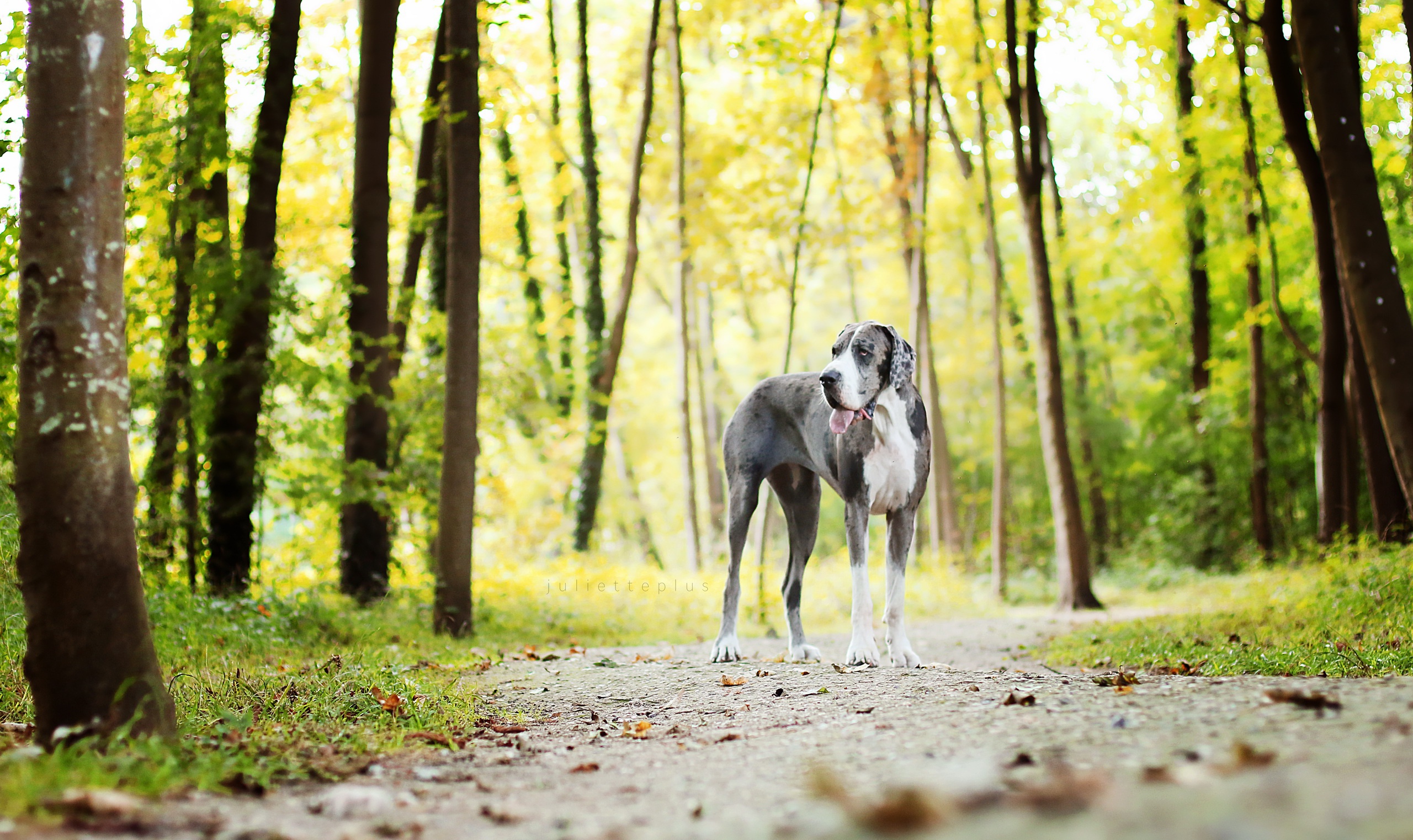 Dog Forest Path 2560x1522