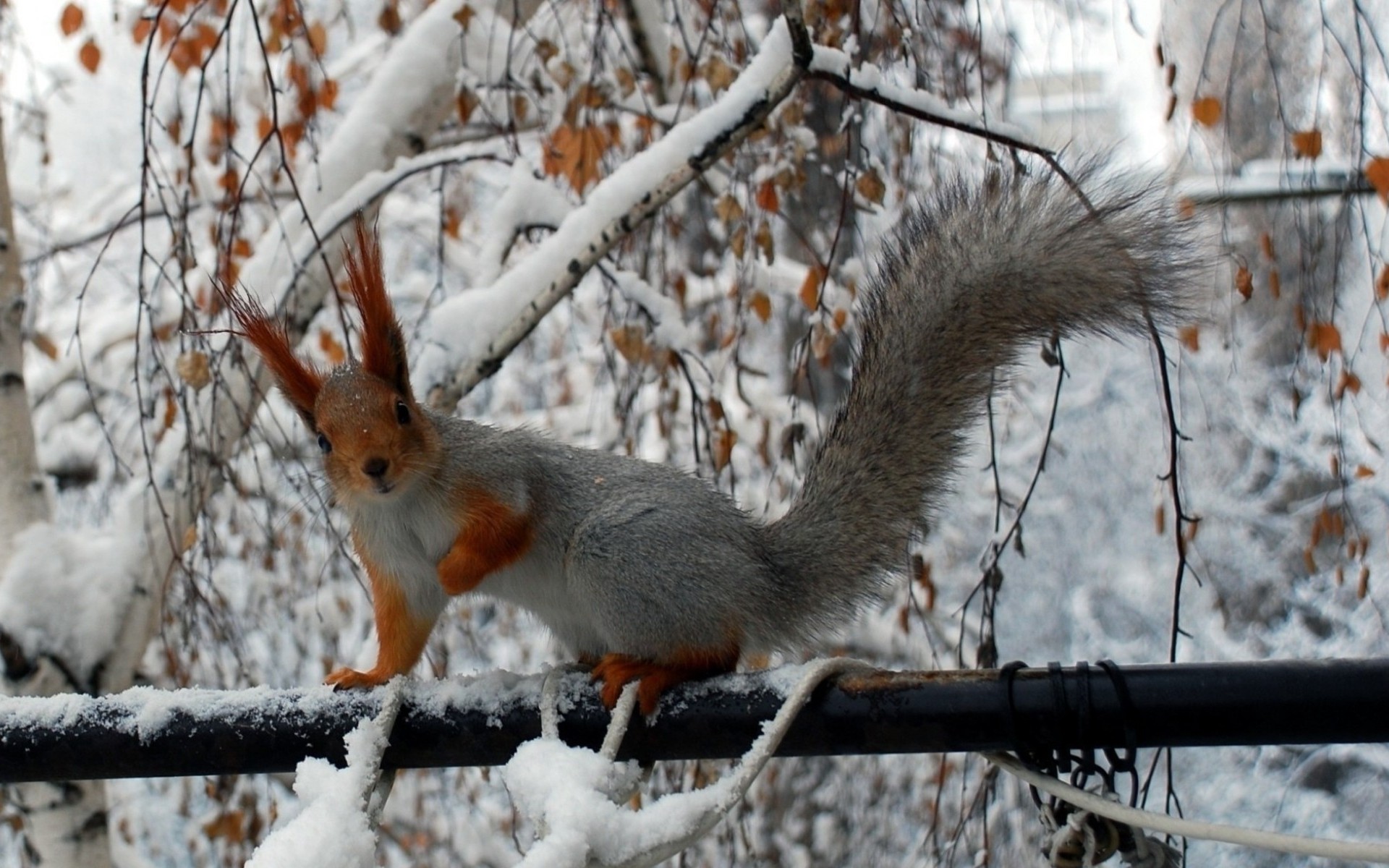 Squirrel Funny Winter Life Wallpaper - Resolution:1920x1200 - ID:567292 -  