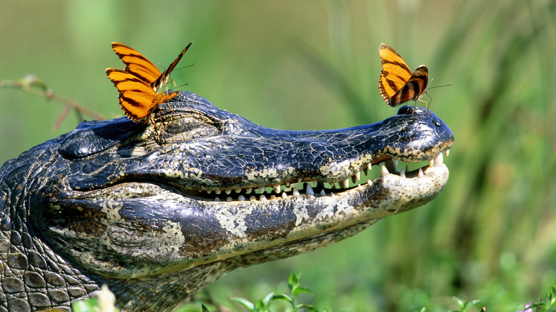 Crocodiles Butterfly Reptiles Animals 1920x1080