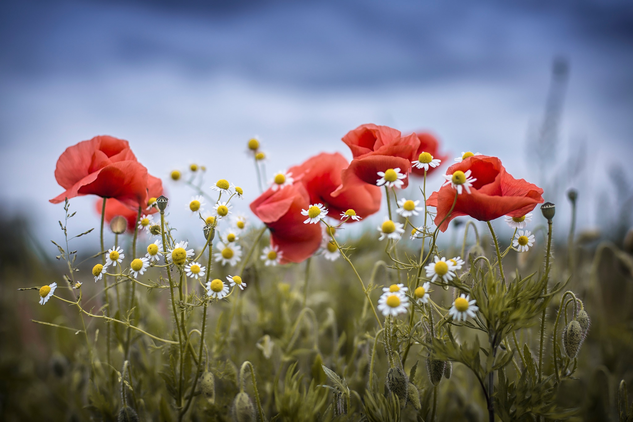 Flowers Plants Poppies Daisies 2048x1365