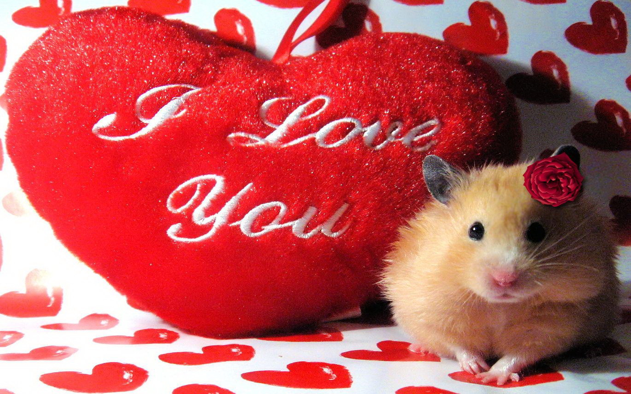 Holiday Valentines Day Heart Red Hamster Cute 2560x1600