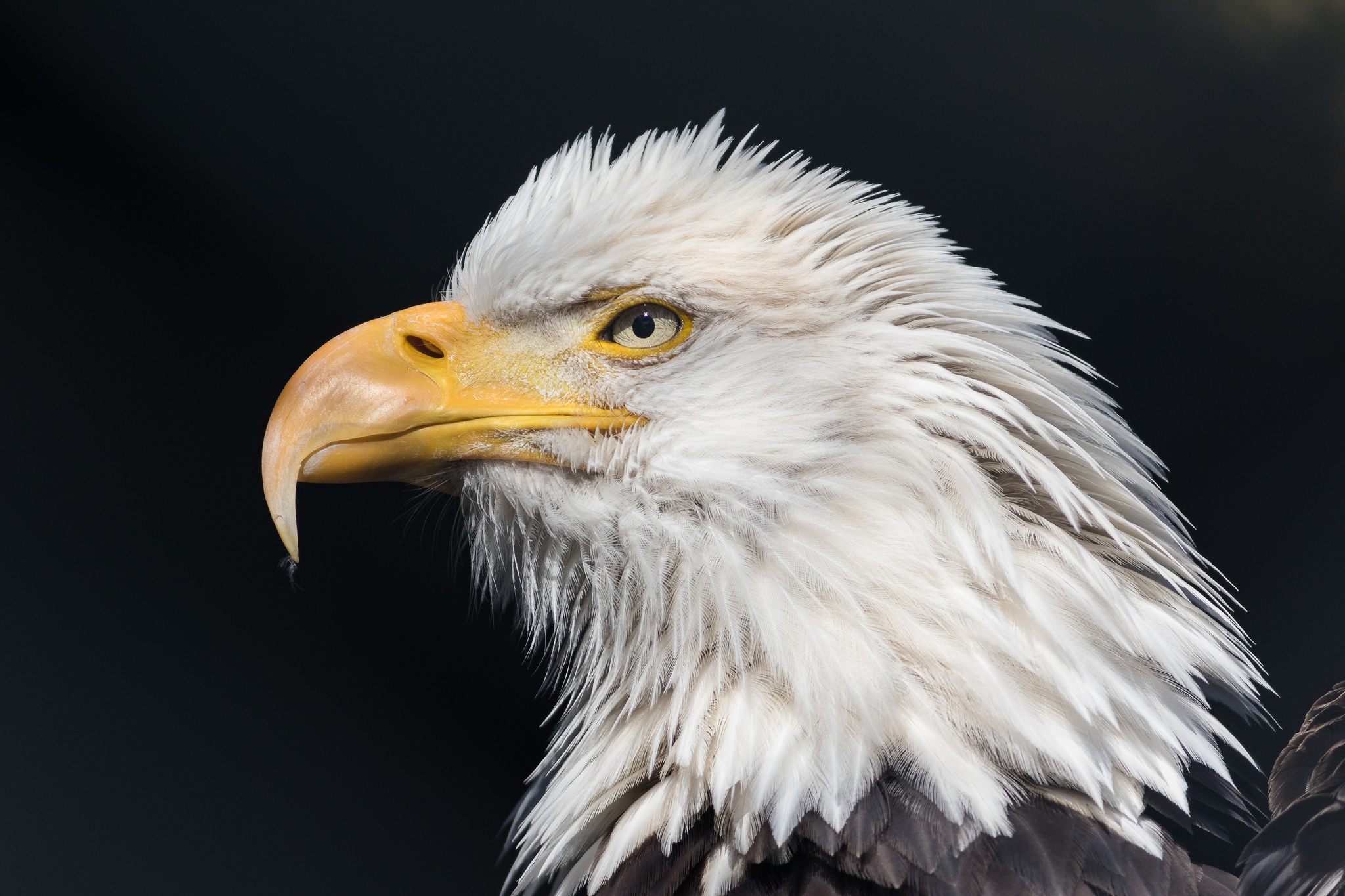 Eagles Birds Animals Profile 2048x1365