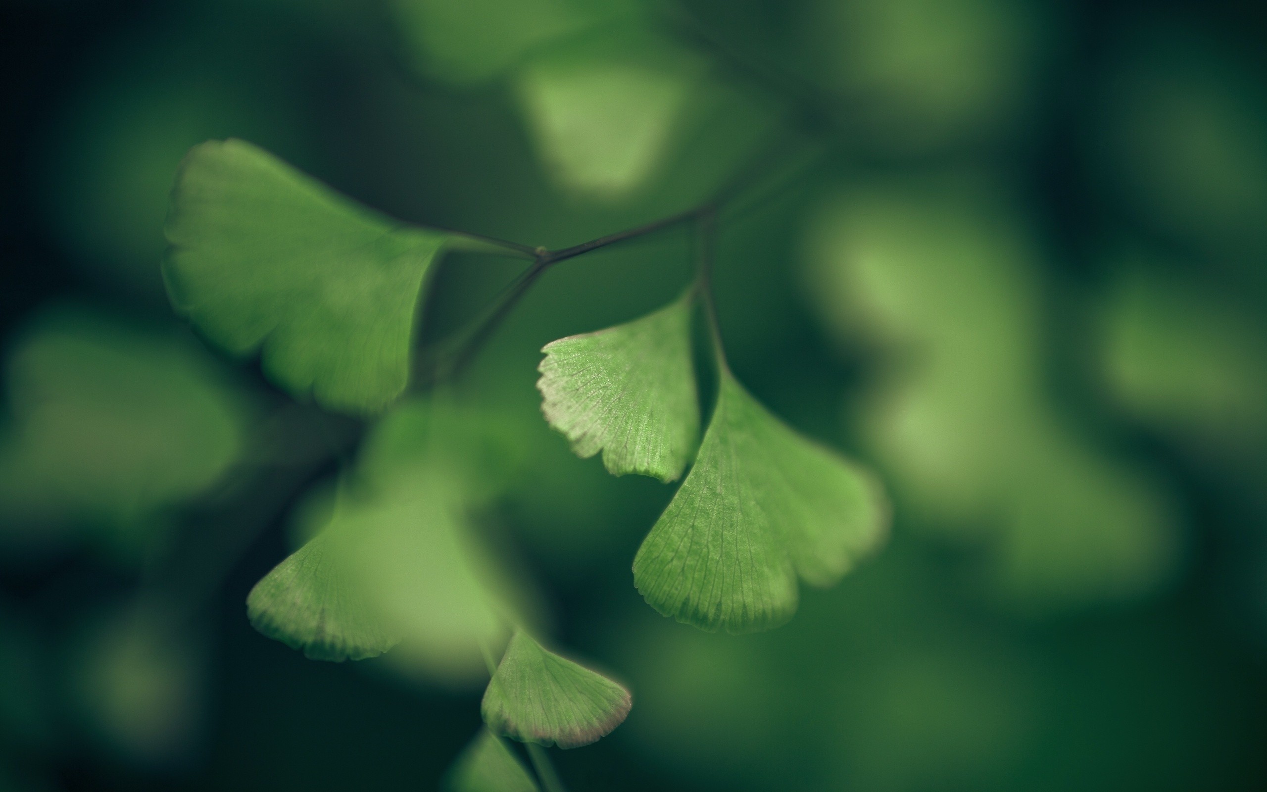Green Macro Leaves Plants Branch 2560x1600