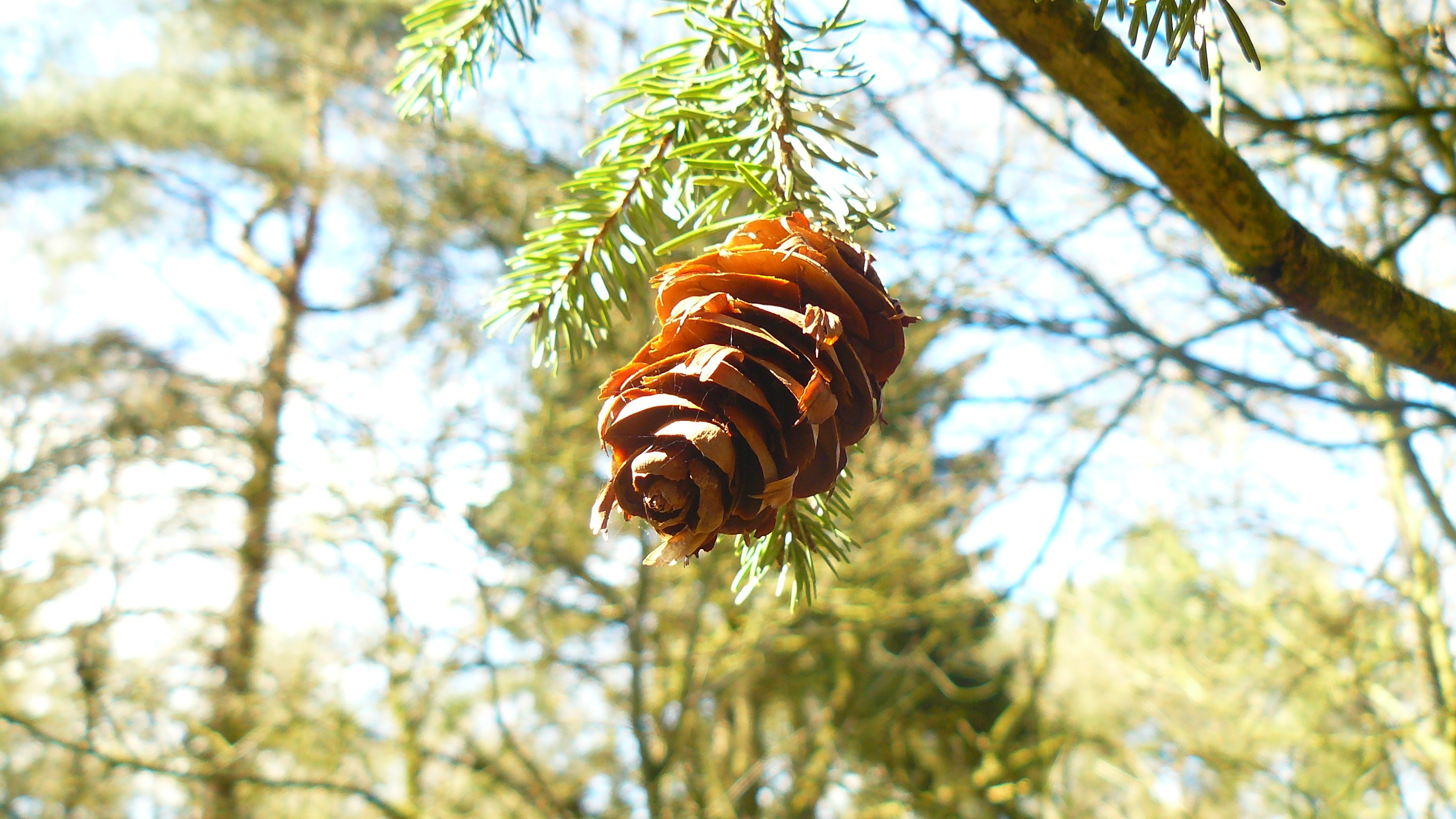 Forest Pine Cones Leaves 3072x1728