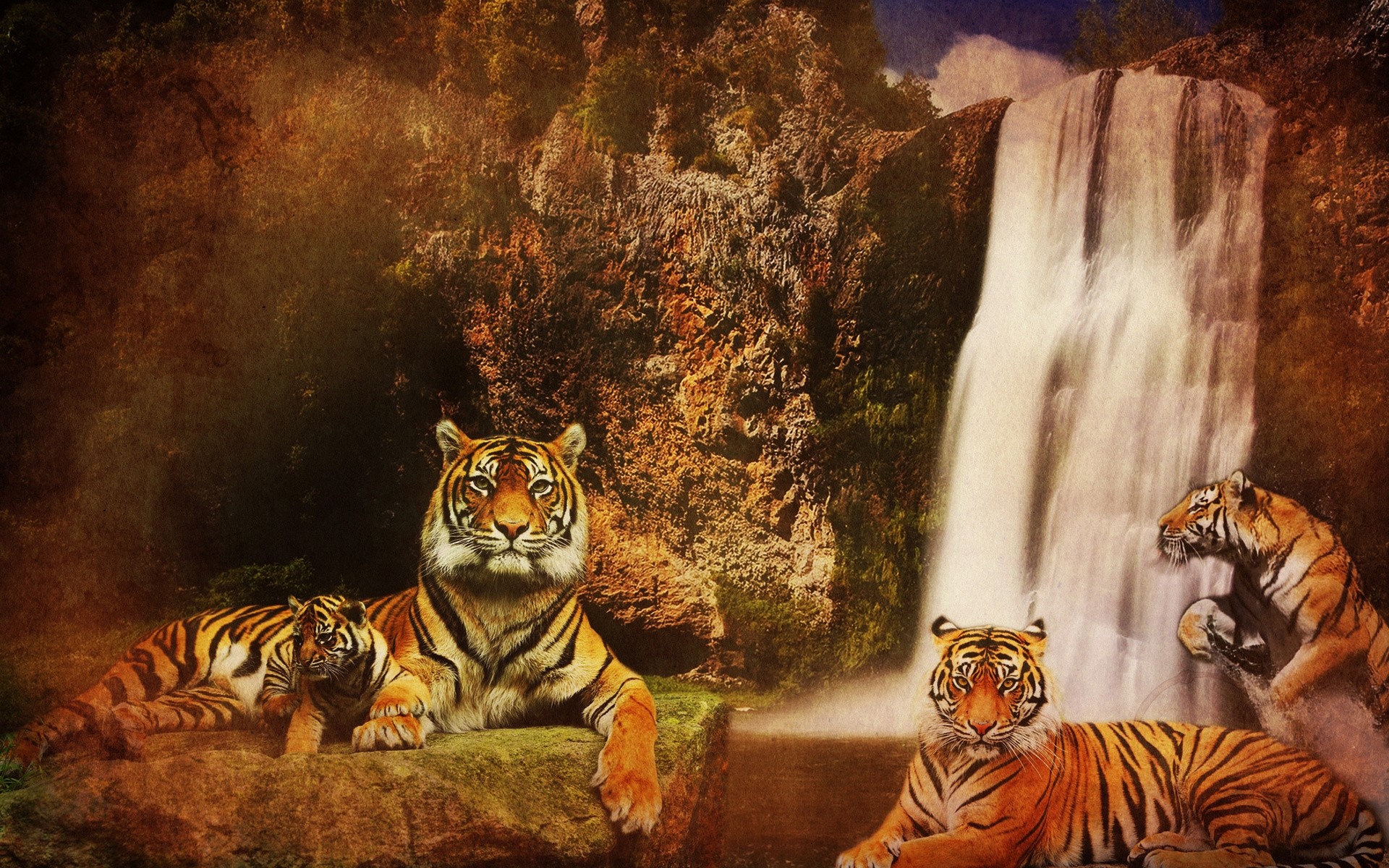 Tiger Animals Photomontage Big Cats Feline 1920x1200