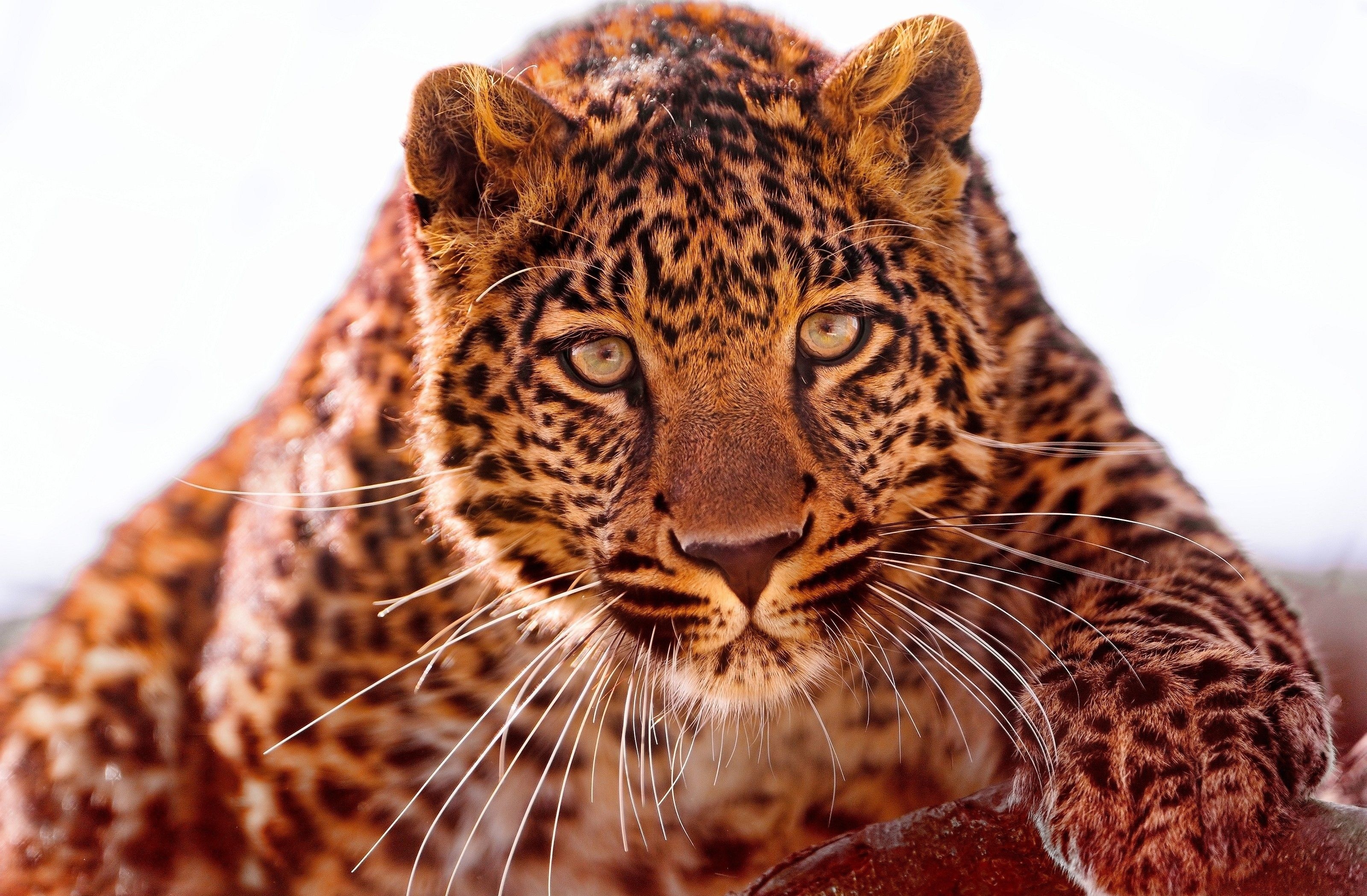 Eyes Face Looking At Viewer Photography Blurred Animals Wild Cat Leopard Animal Jaguar Jaguars Felin 3200x2098