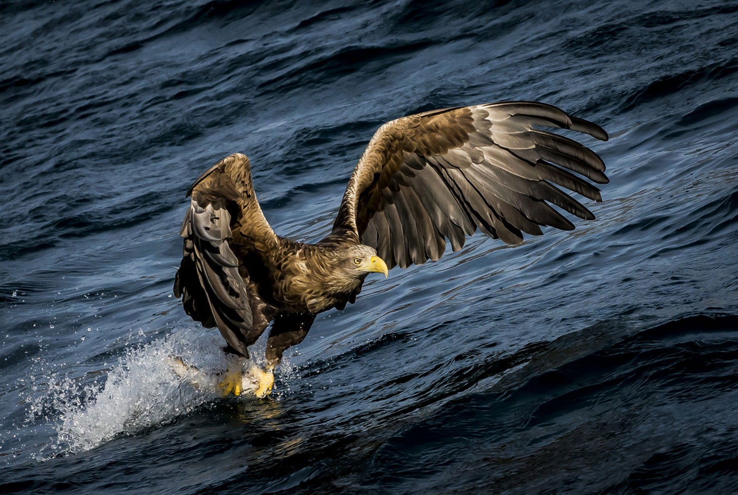 Eagle Birds Water Splashes Hunting Animals 1500x1006
