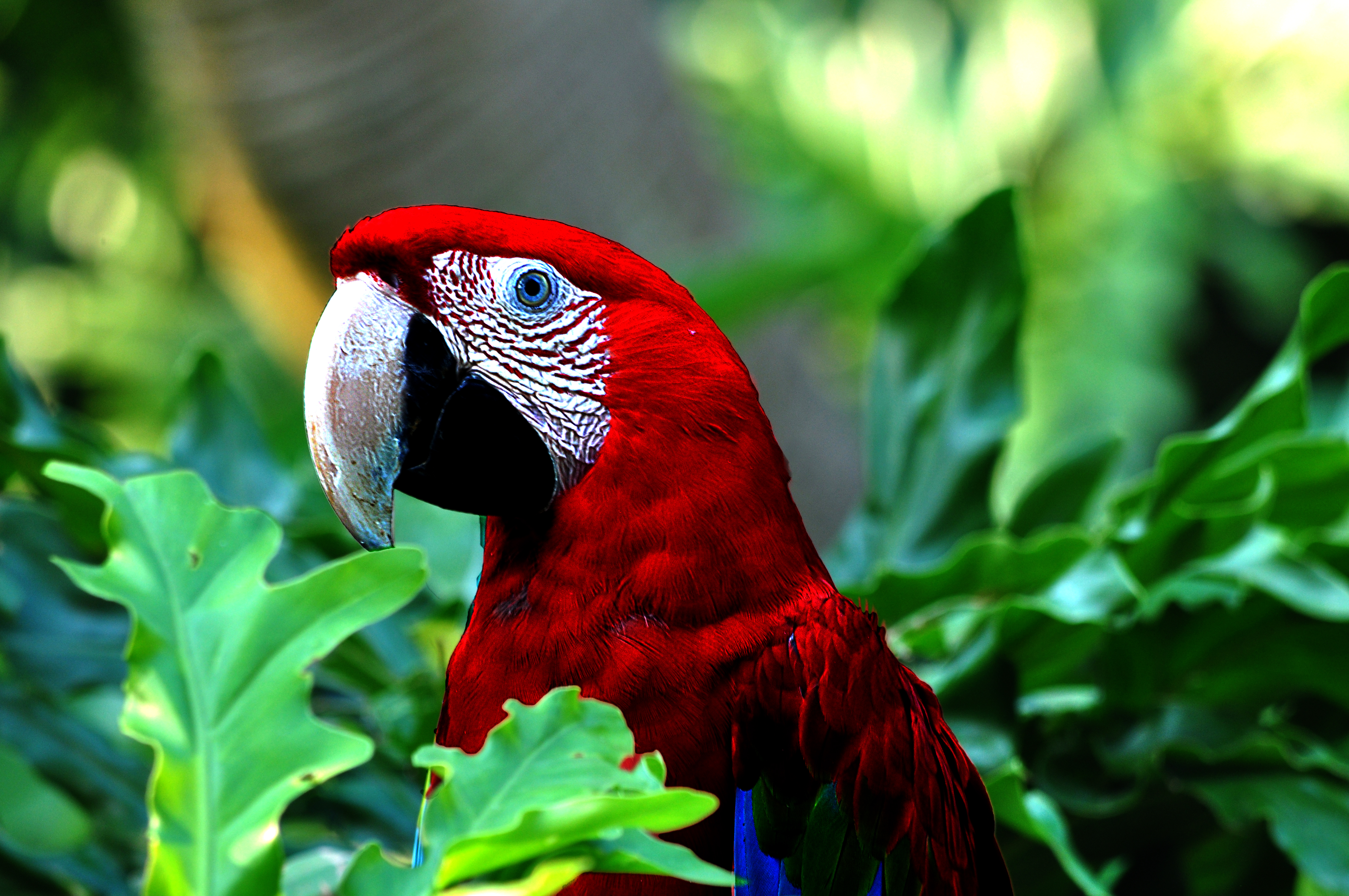Scarlet Macaw Bird Close Up Leaf Bokeh 4288x2848