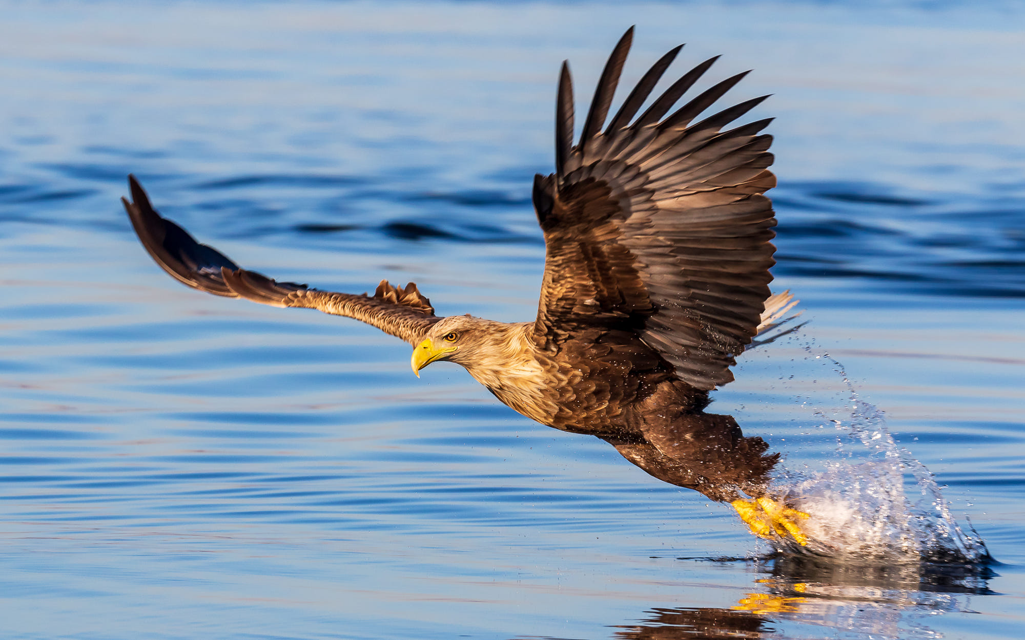Reflection Depth Of Field Nature Eagle Bald Eagle Water Water Splash 2000x1250
