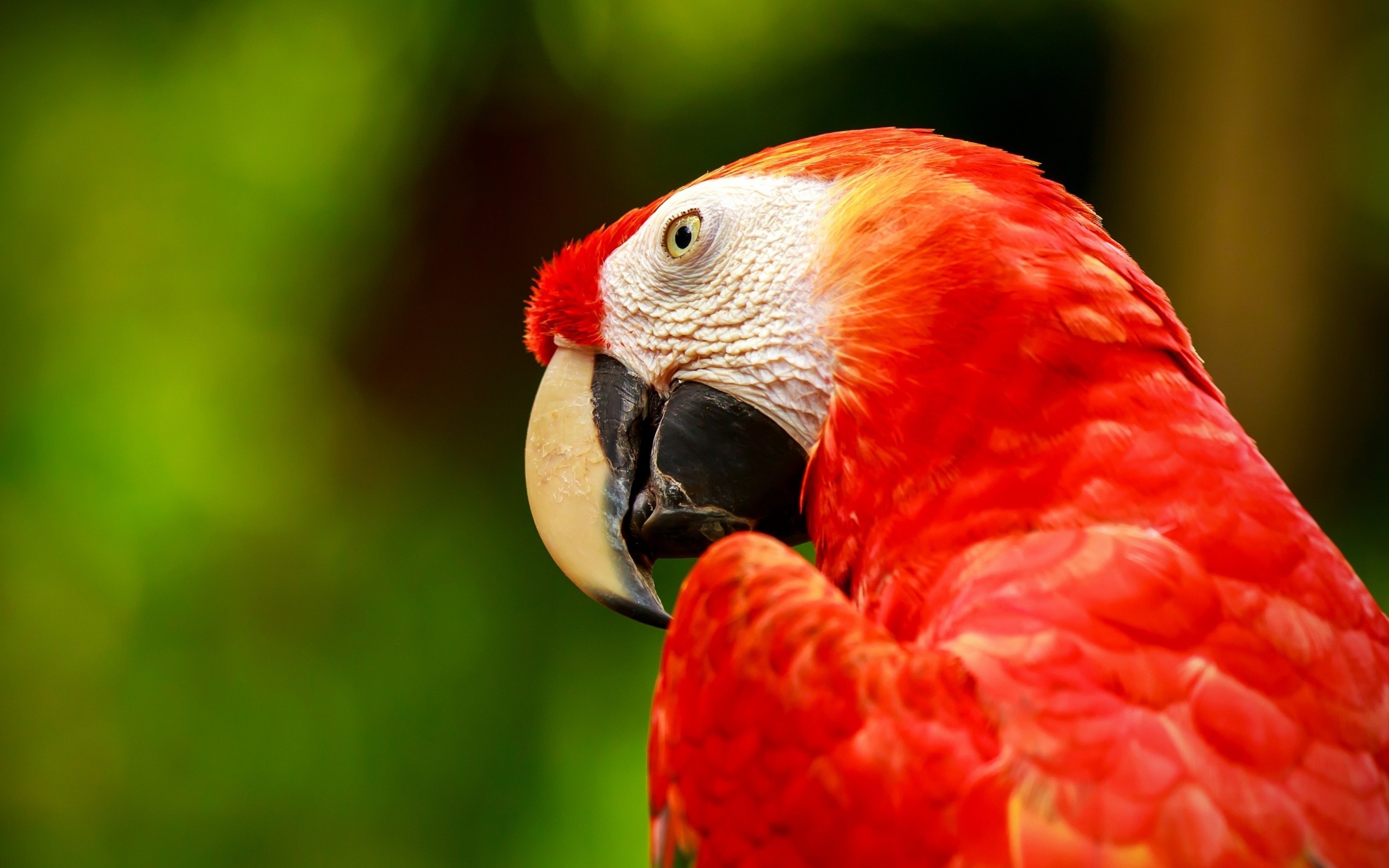 Macaw Parrot Red 2880x1800