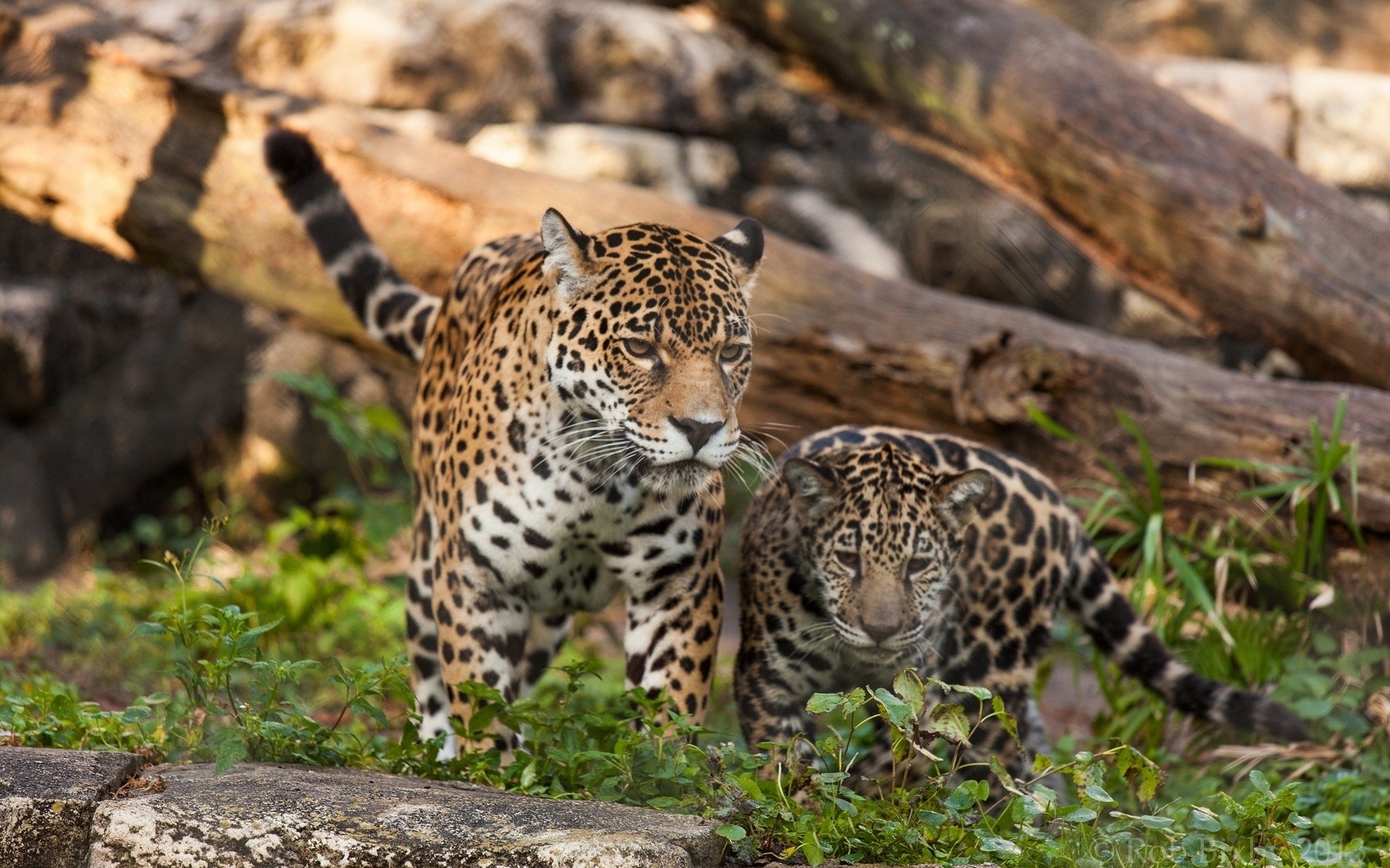 Leopard Animal Leopard Animals 1680x1050