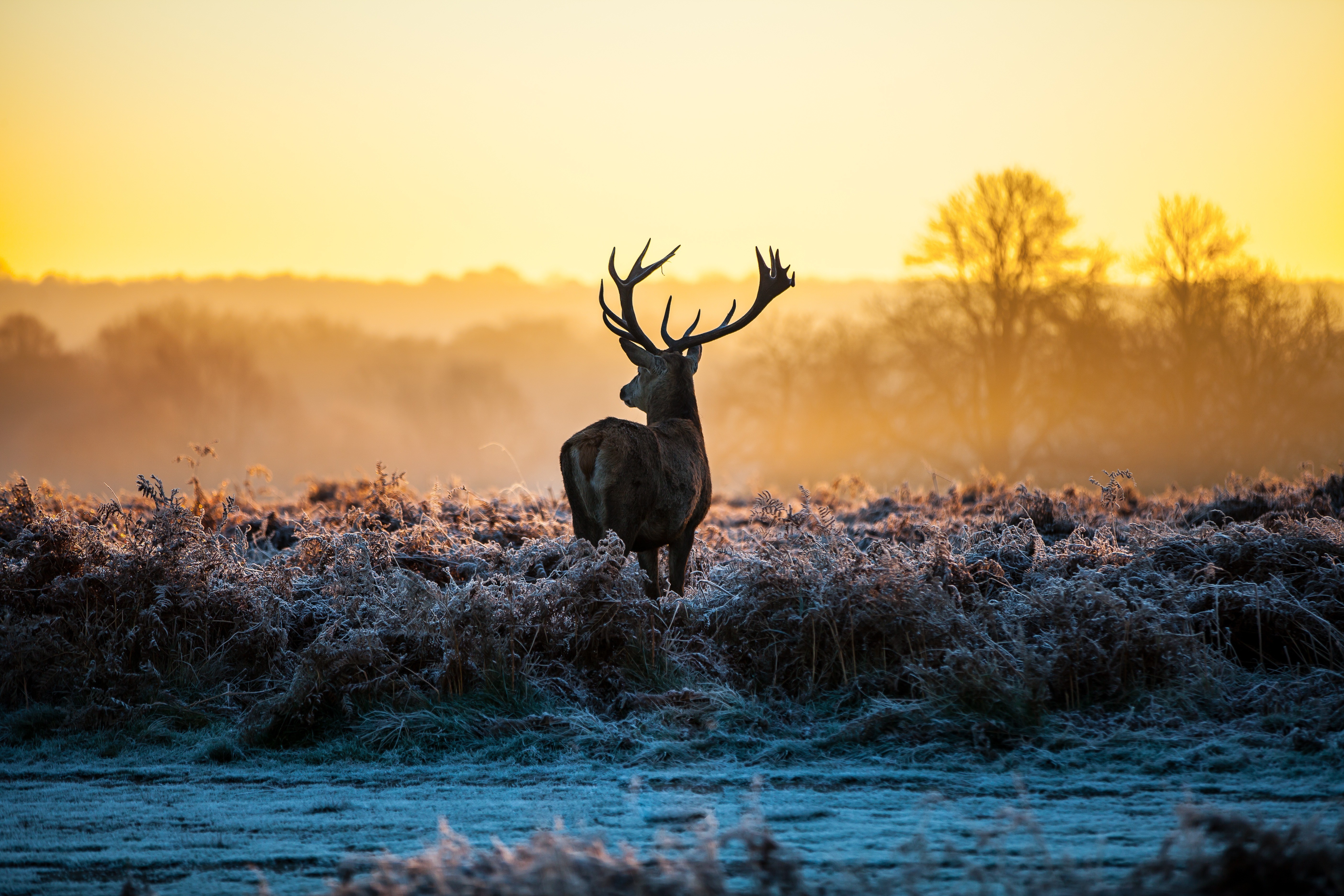 Deer Stags Animals Nature Landscape Sunlight Morning Frost Antlers 5616x3744