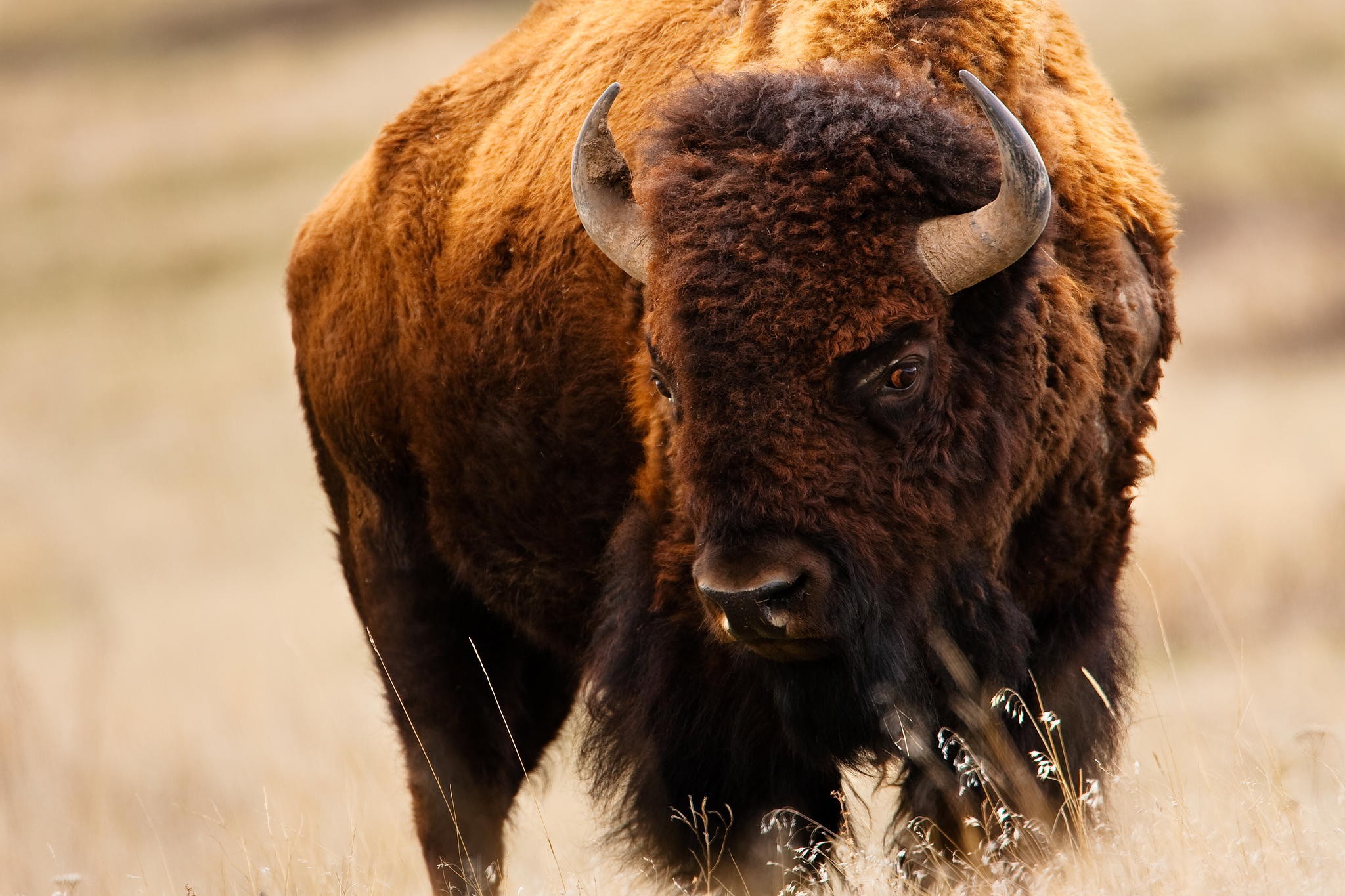 Bison Wildlife Animals Horns Brown 2048x1365