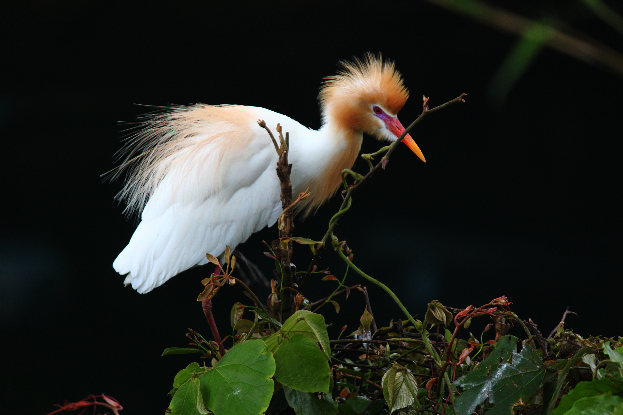 Animal Egret 2048x1365