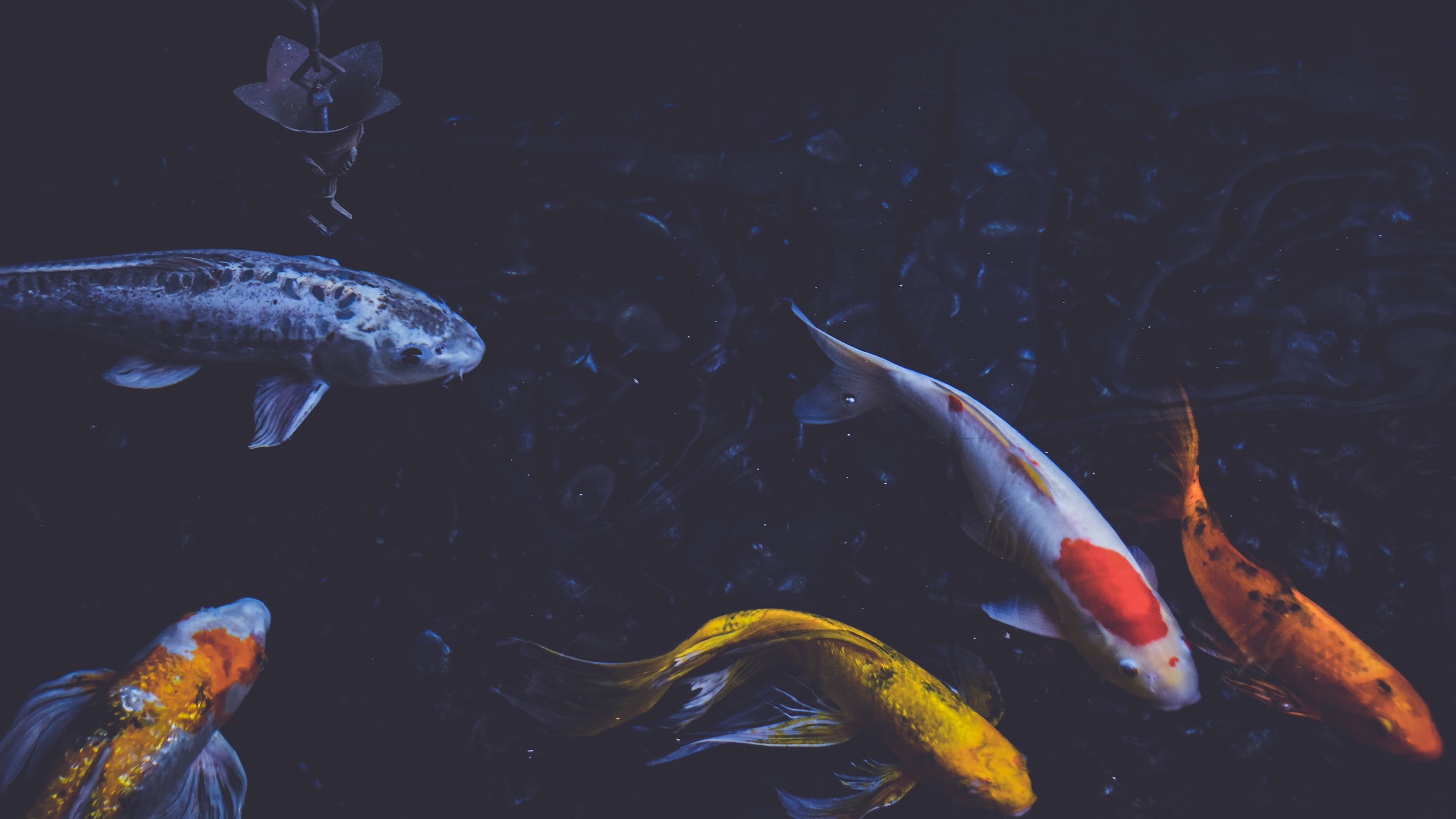 Photography Fish Koi Pond Water Animals 2560x1440