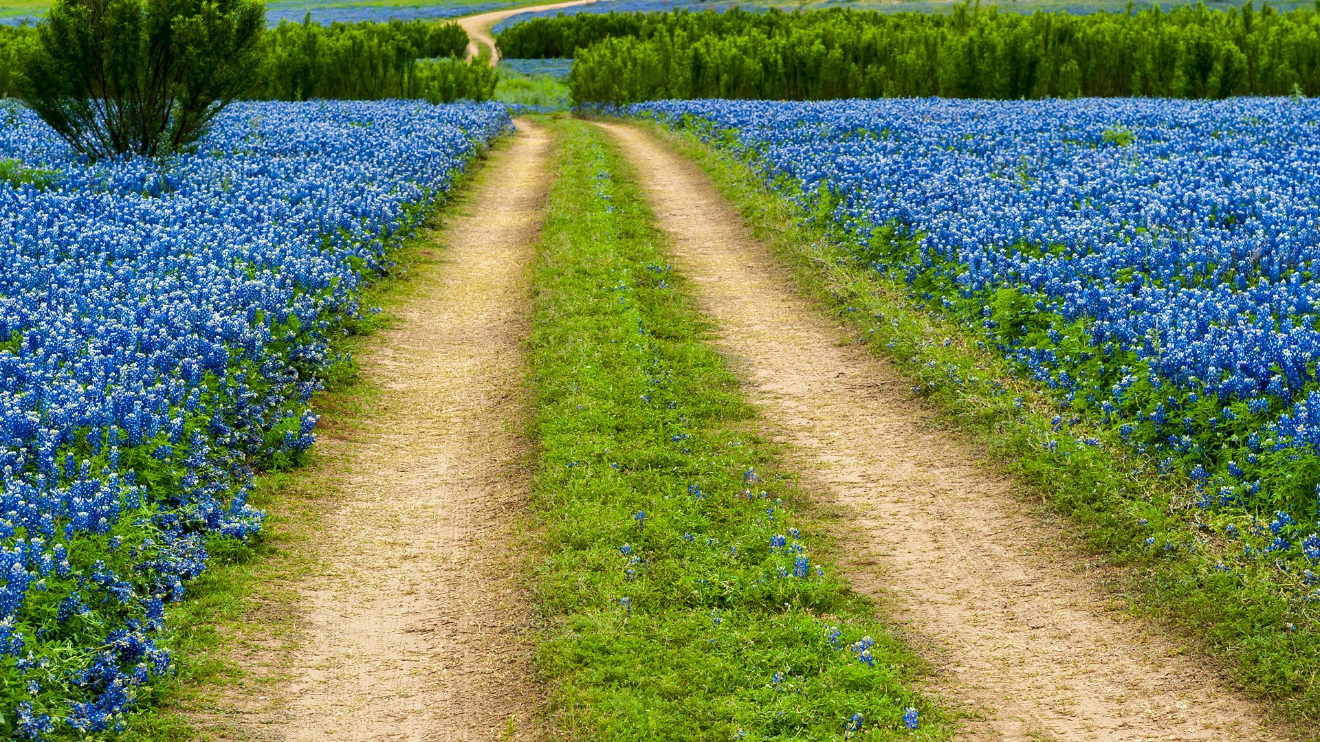 Grass Nature Landscape Trees Plants Road Wildflowers Flowers Texas Bluebonnet Flowers Texas USA 1920x1080