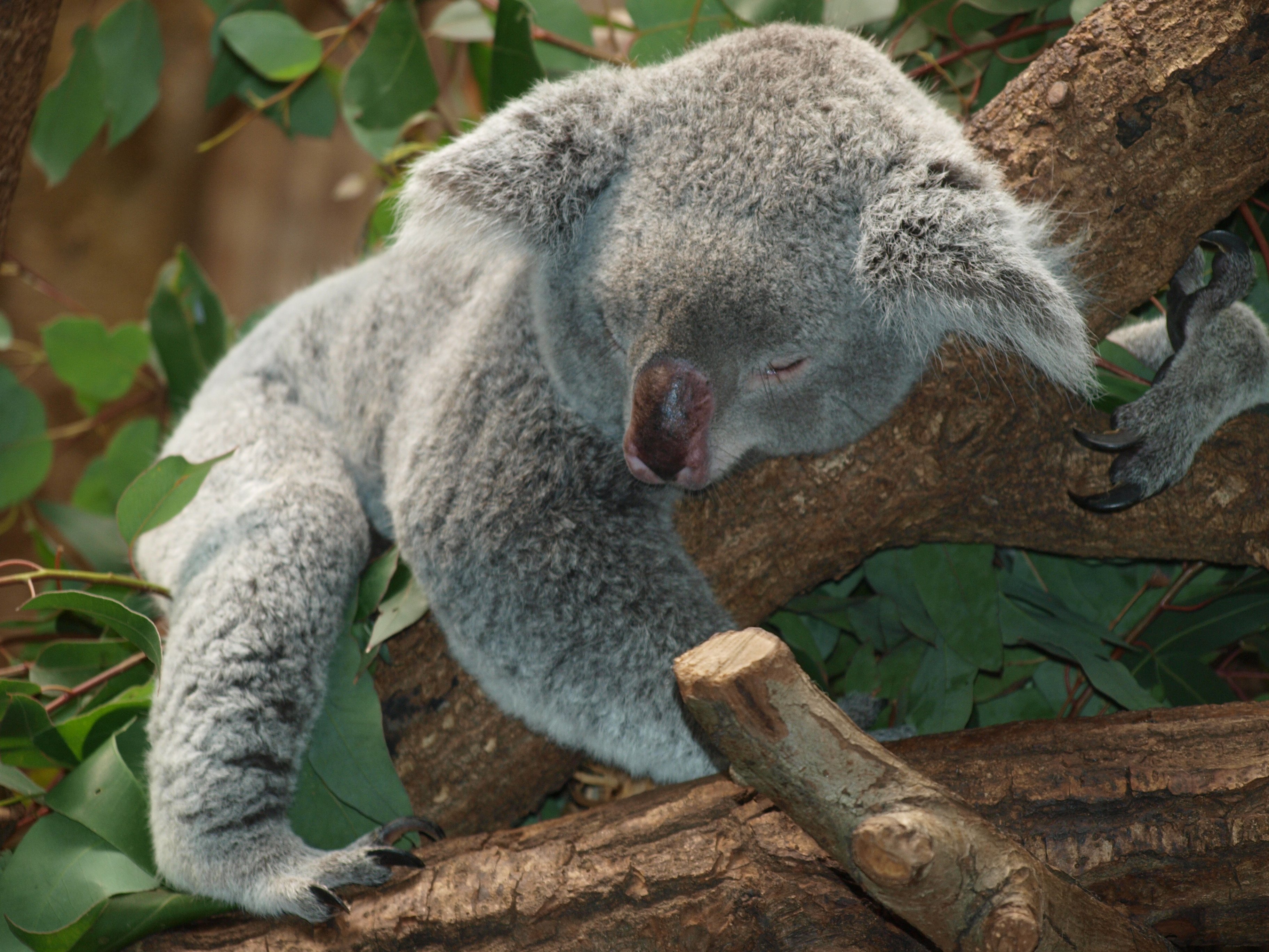 Koala Branch Sleeping Koala Bear 3648x2736