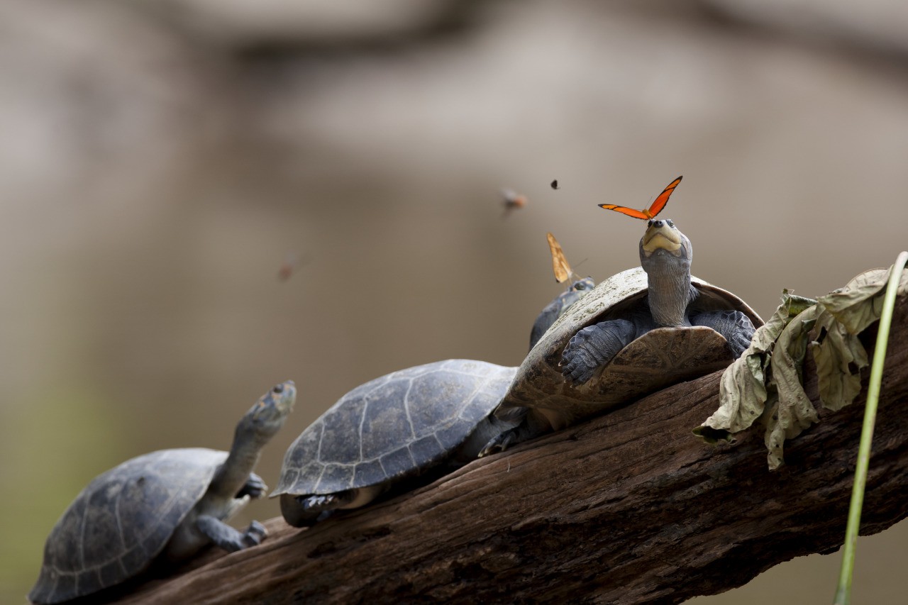 Nature Animals Turtle Branch Butterfly Leaves Ecuador Tears Drink Depth Of Field 1280x853