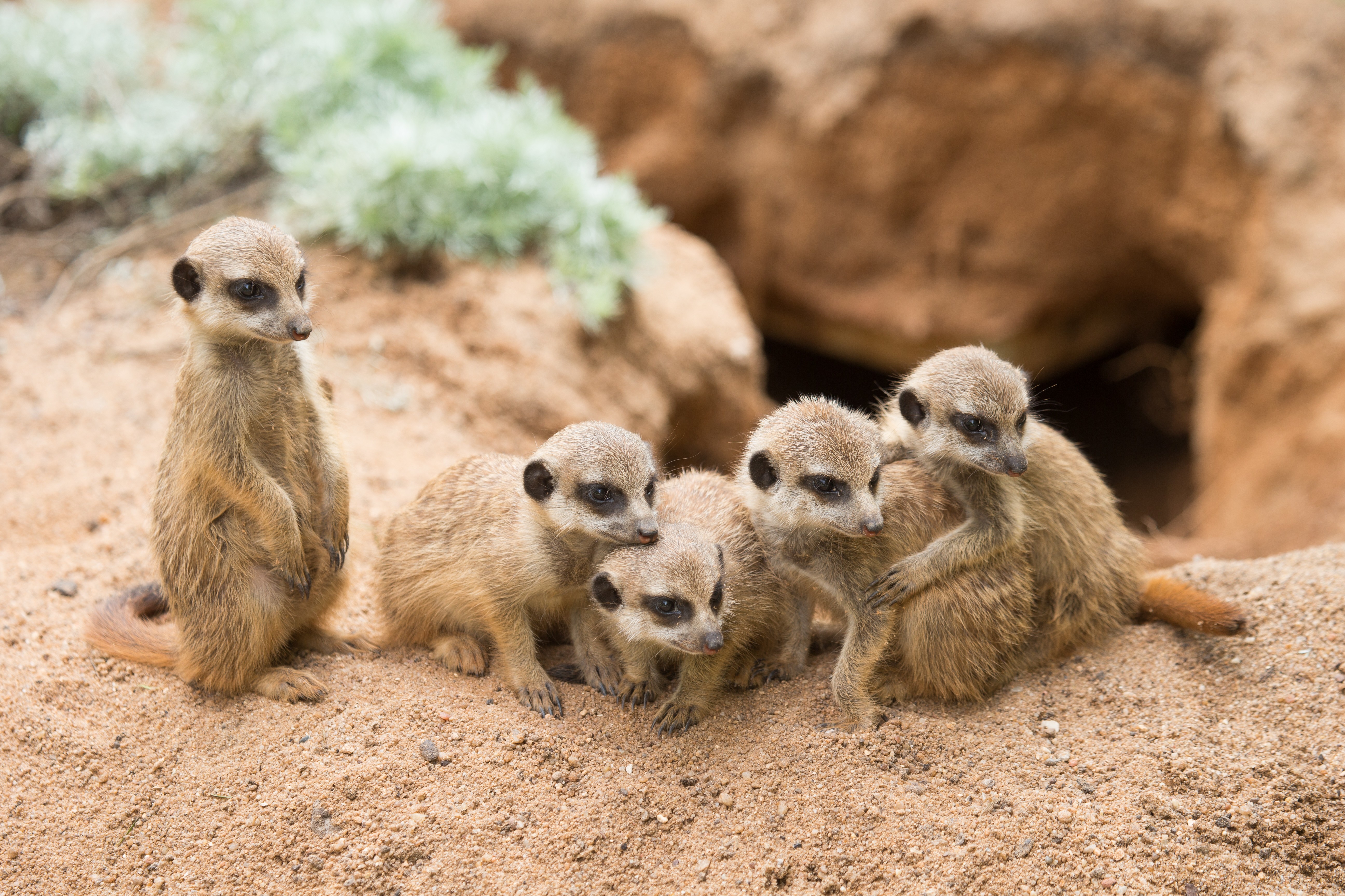 Animals Mammals Meerkats Dirt Wildlife 5184x3456