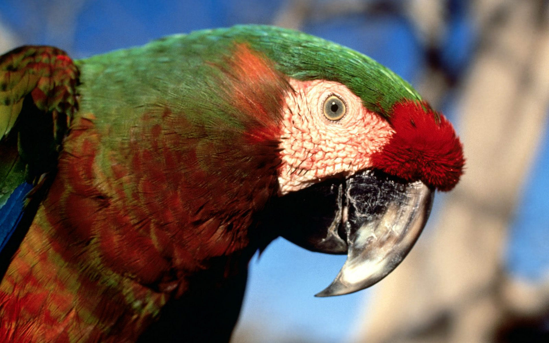 Animal Macaw 1920x1200