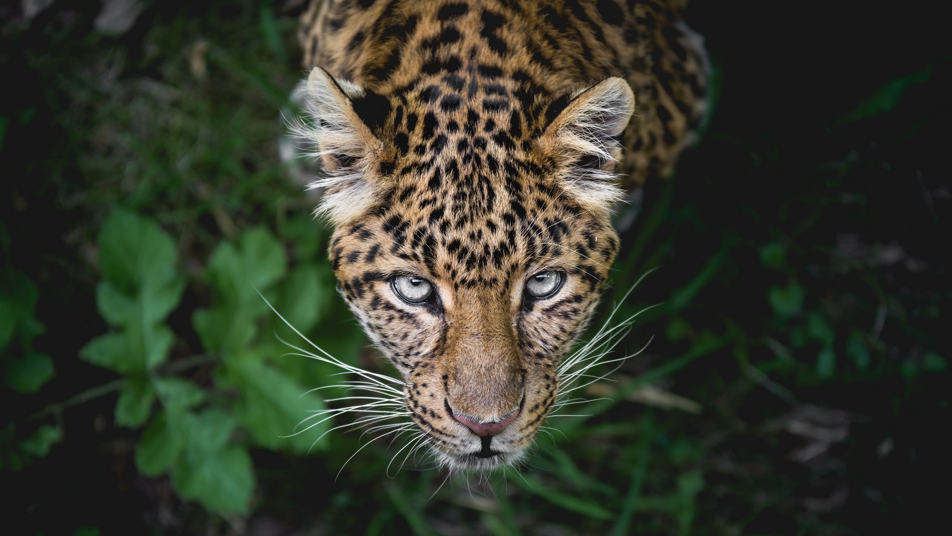 Leopard Big Cats Muzzles Looking At Viewer Top View Wildlife Animals 1920x1080