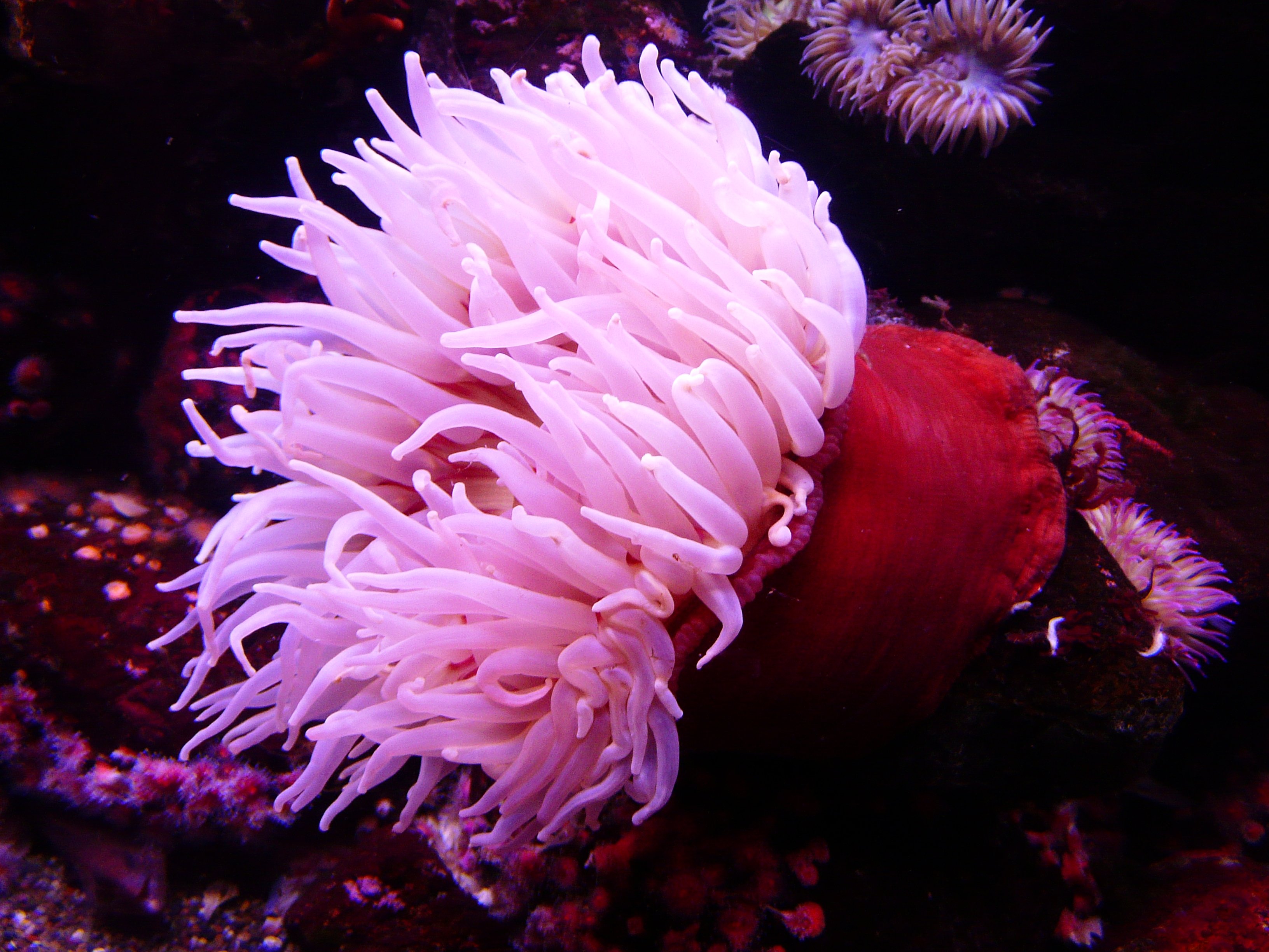 Sea Anemone Sea Life Pink 3264x2448