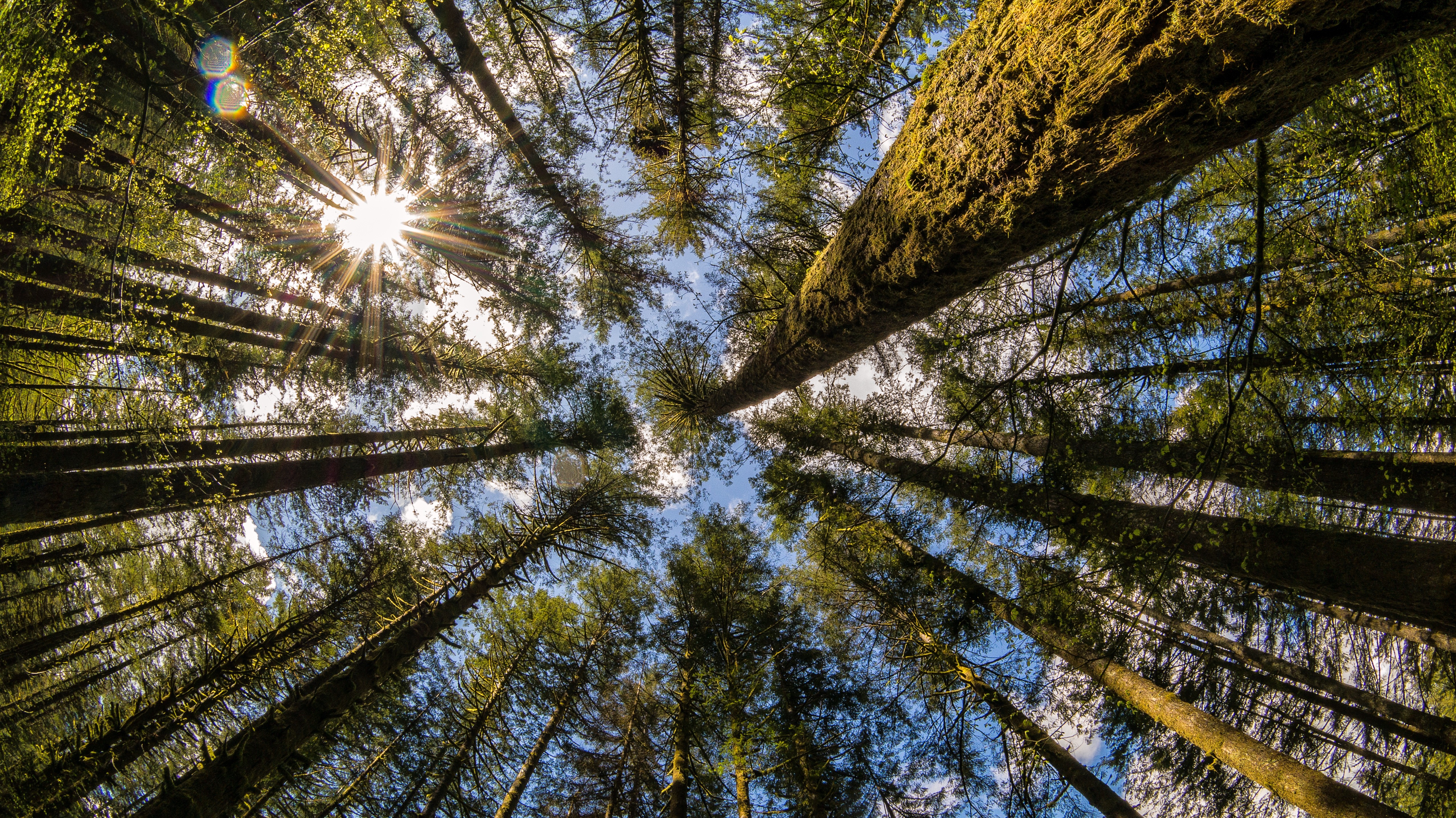 Trees Washington State Nature Worms Eye View Bottom View 5120x2880