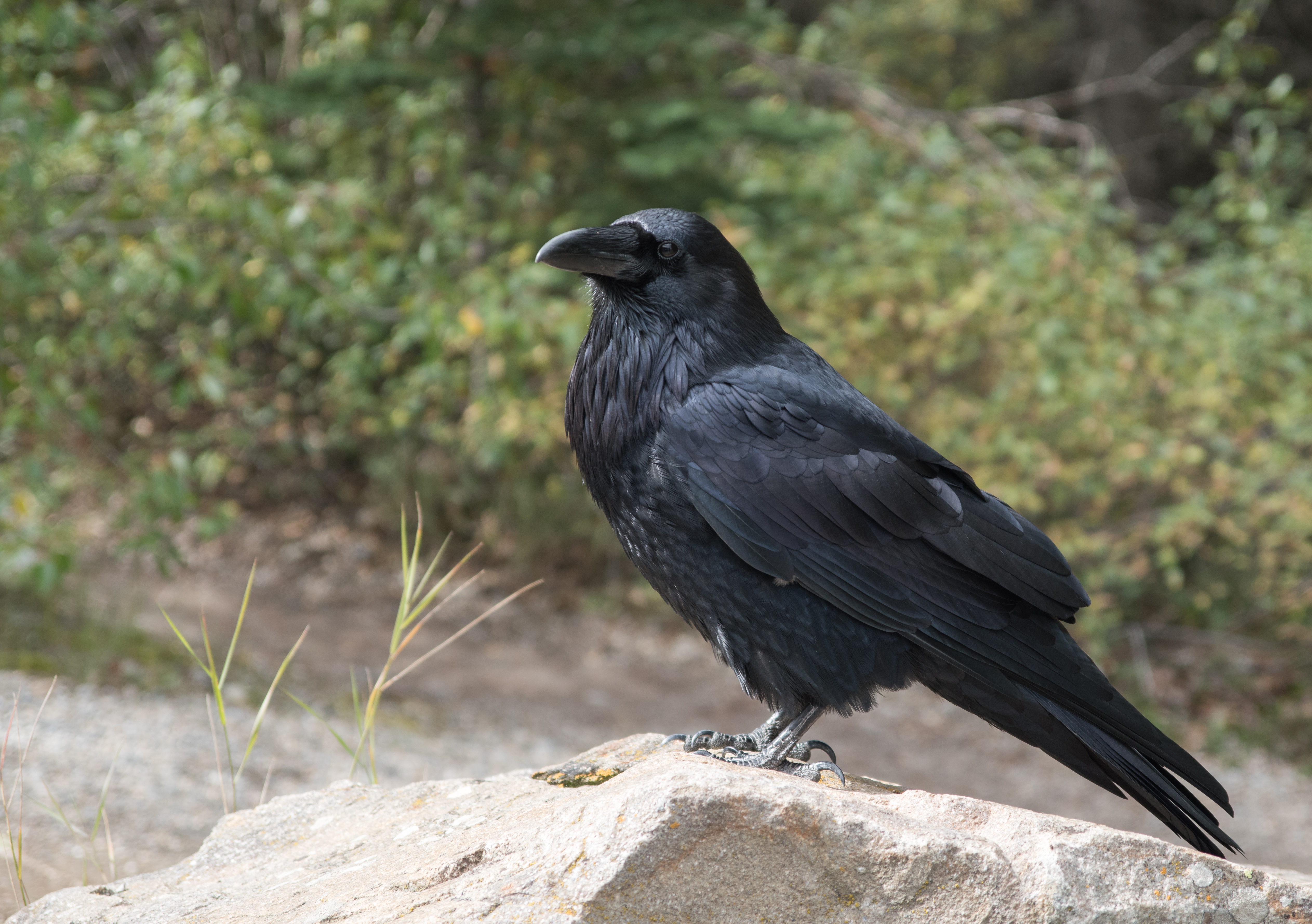 Raven Bird Wildlife 5051x3559