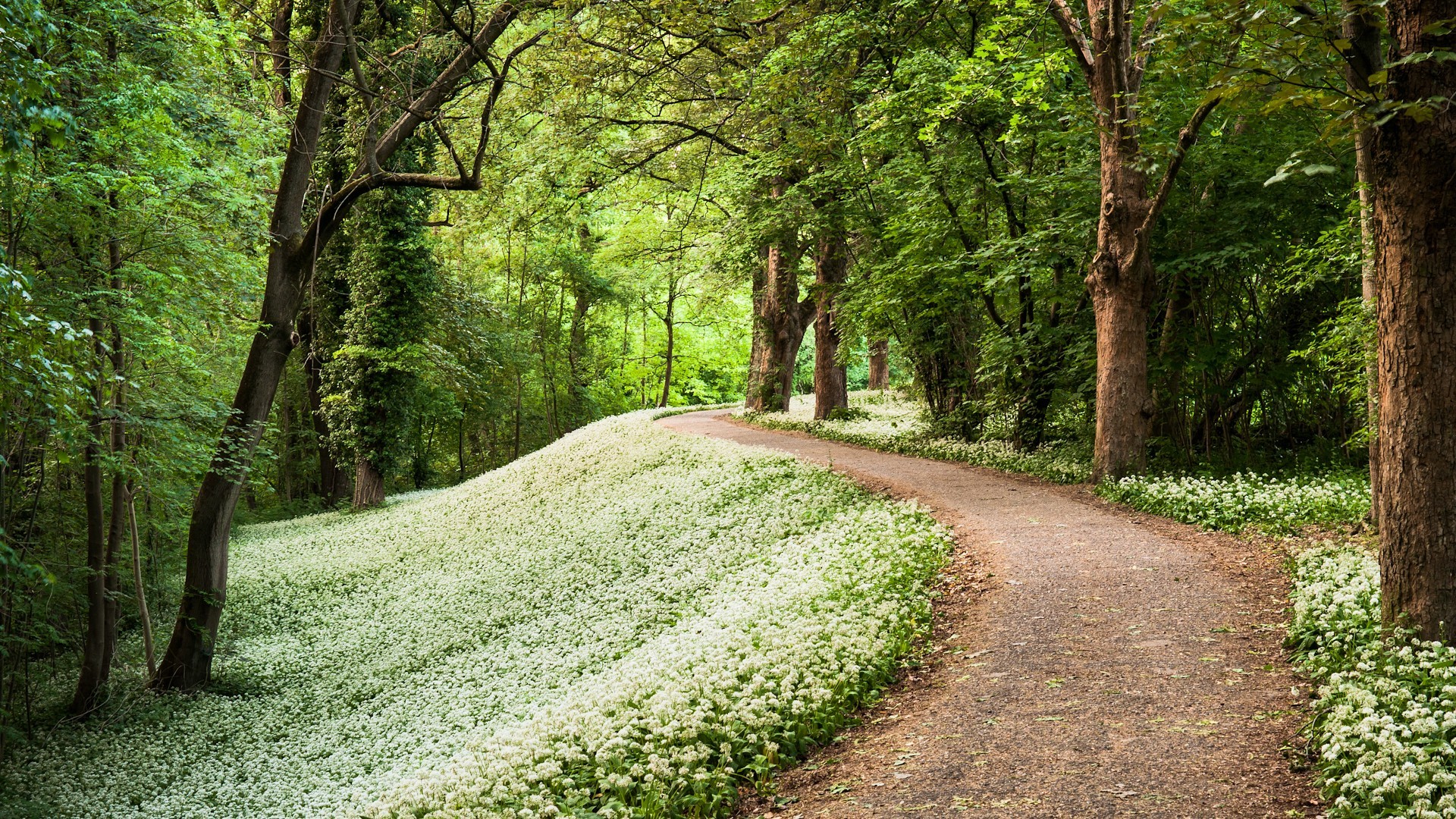 Plants Pathway Flowers Forest Foliage 1920x1080